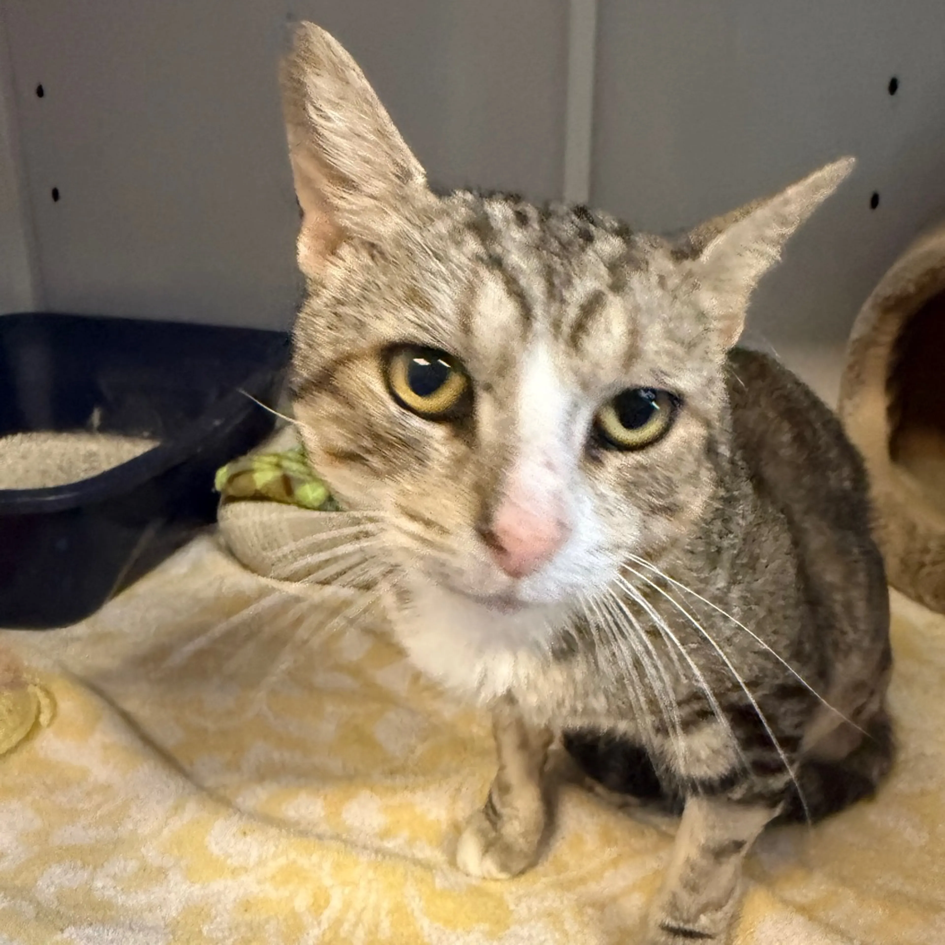 Found pet-2
