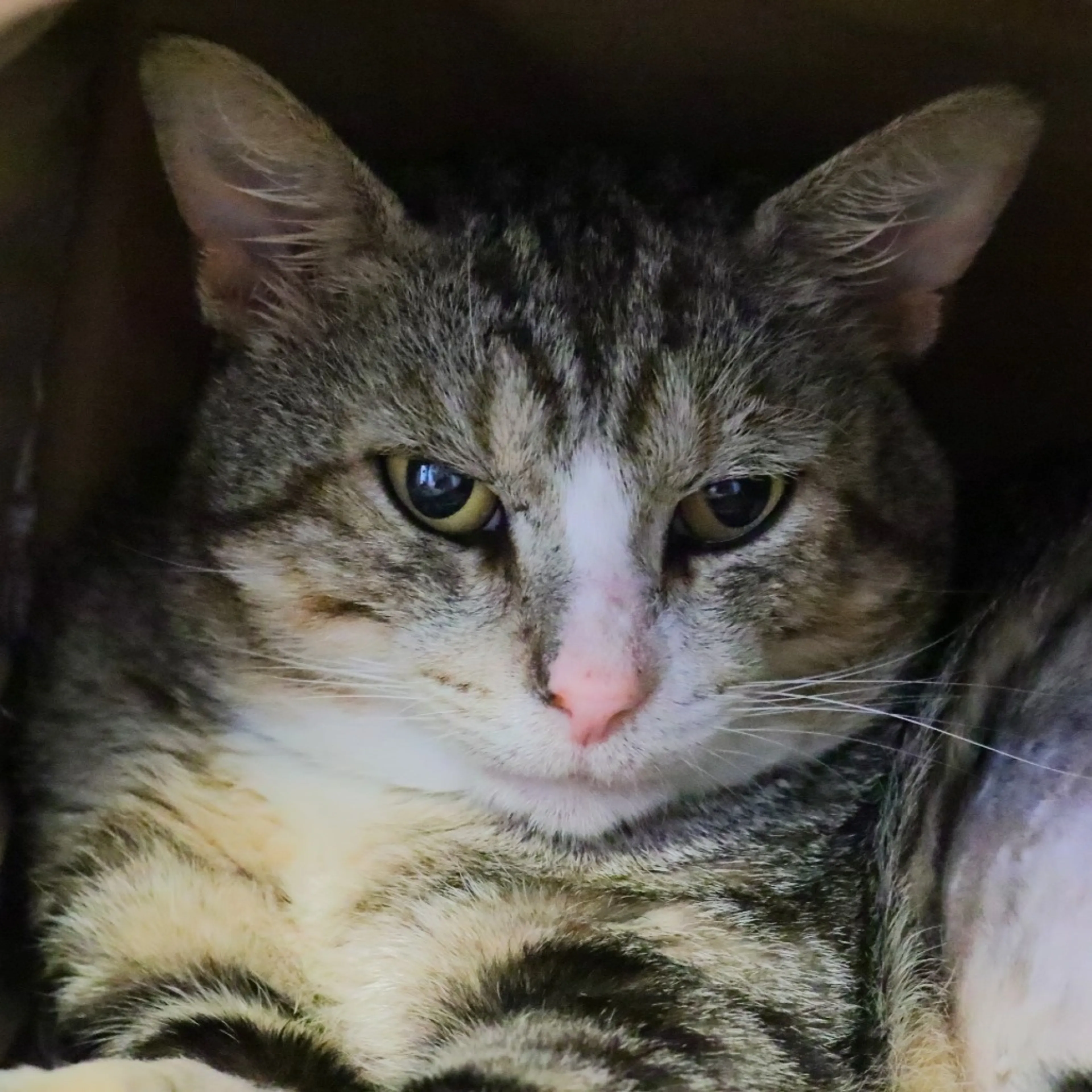 Found pet-1