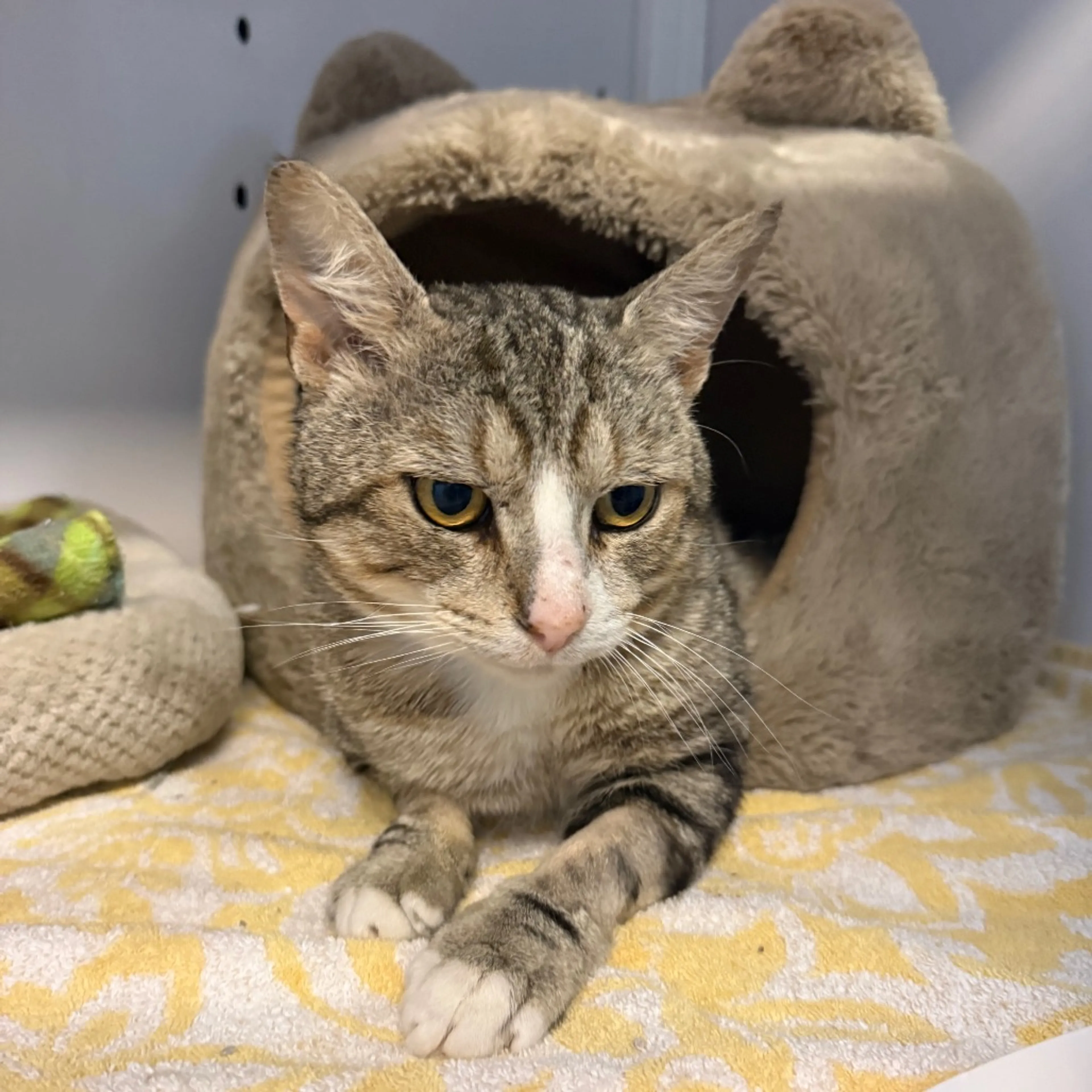 Found pet-6