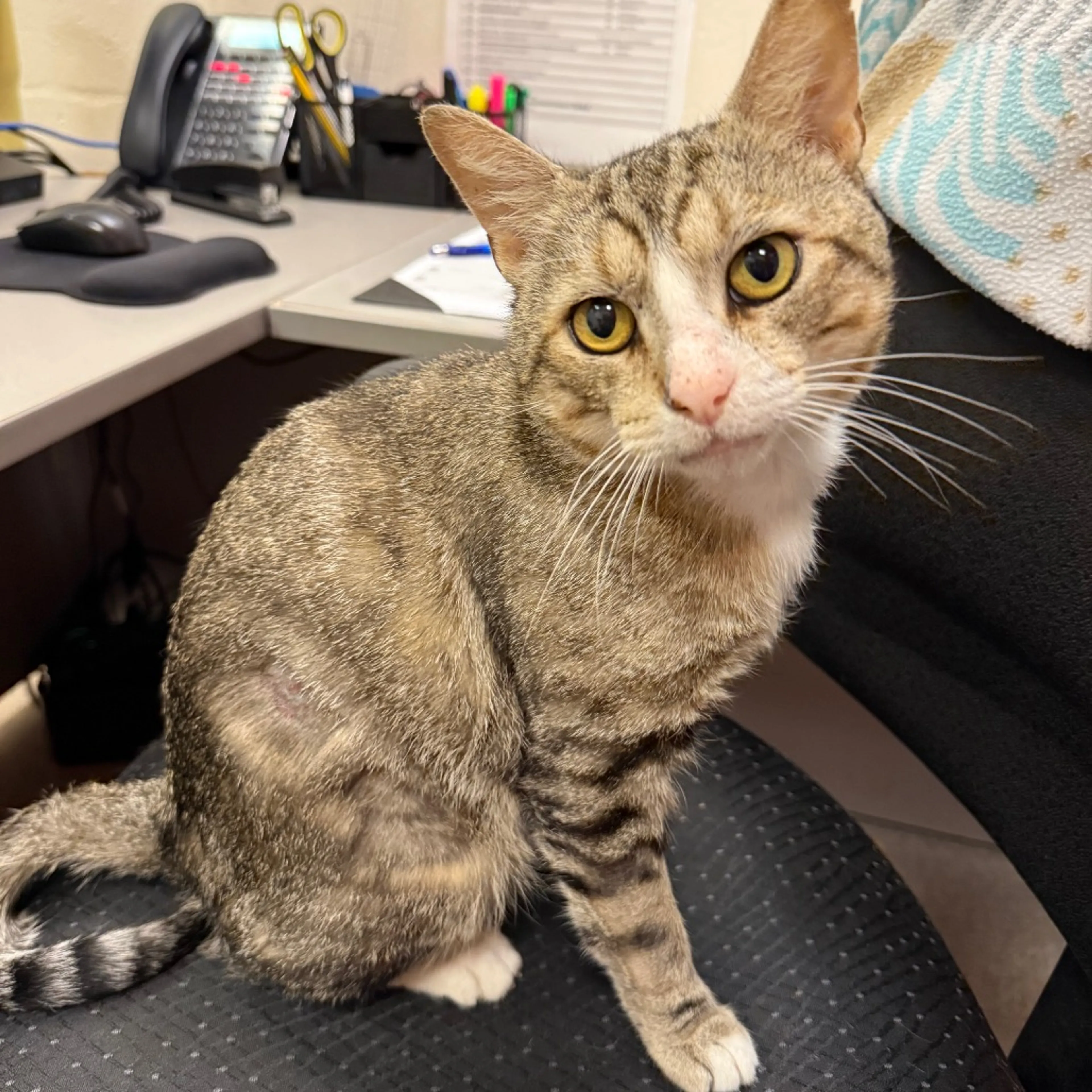 Found pet-7