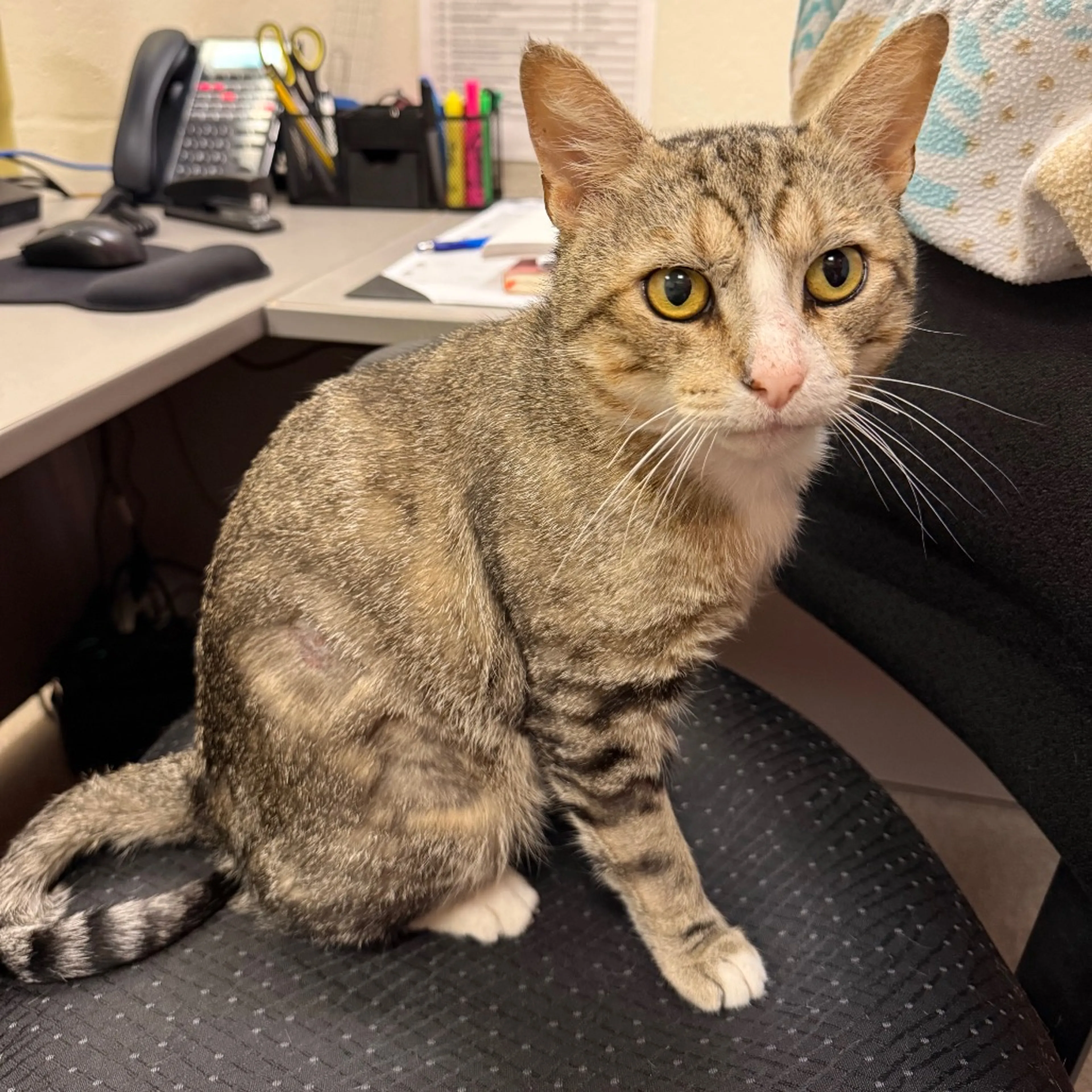 Found pet-8