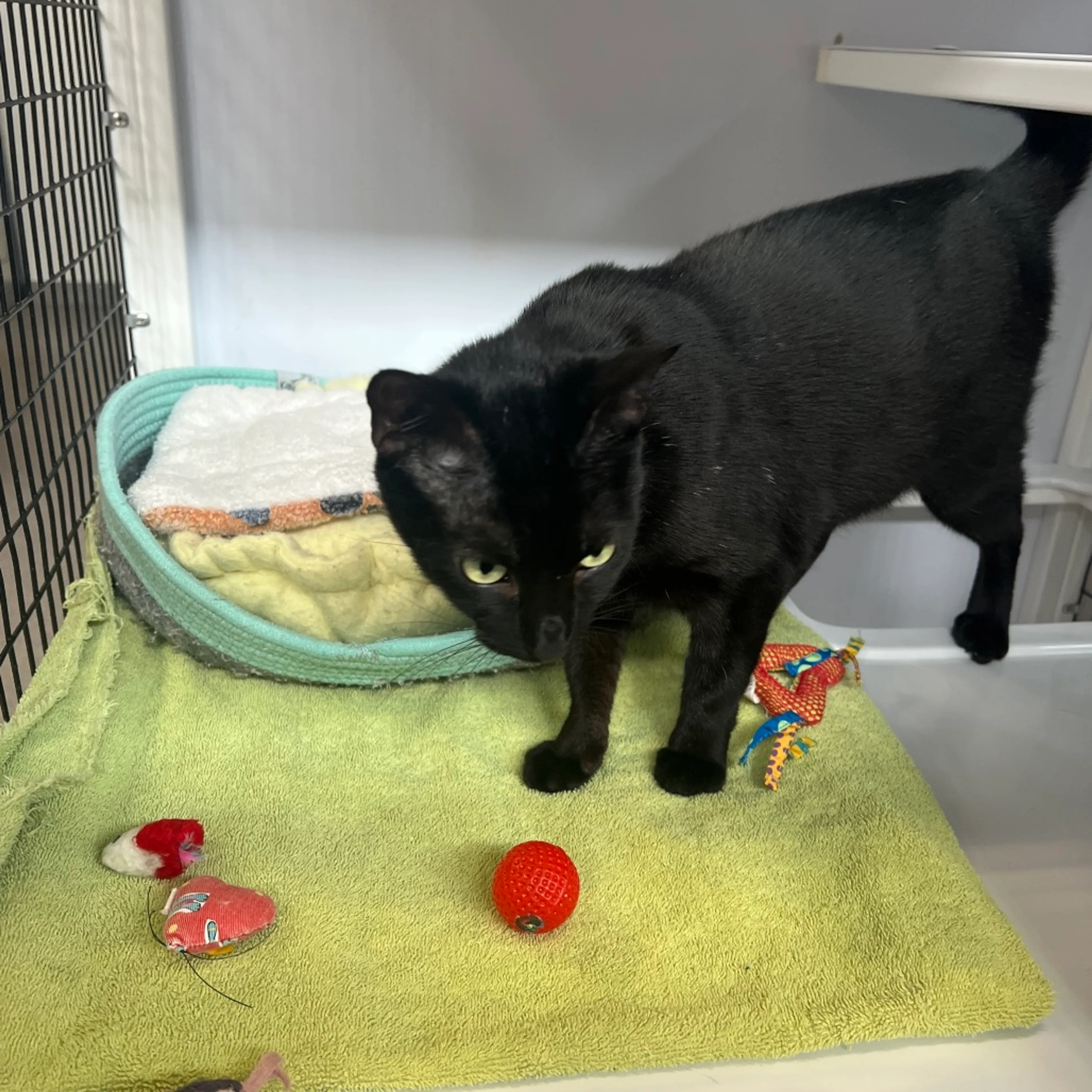 Found pet-2