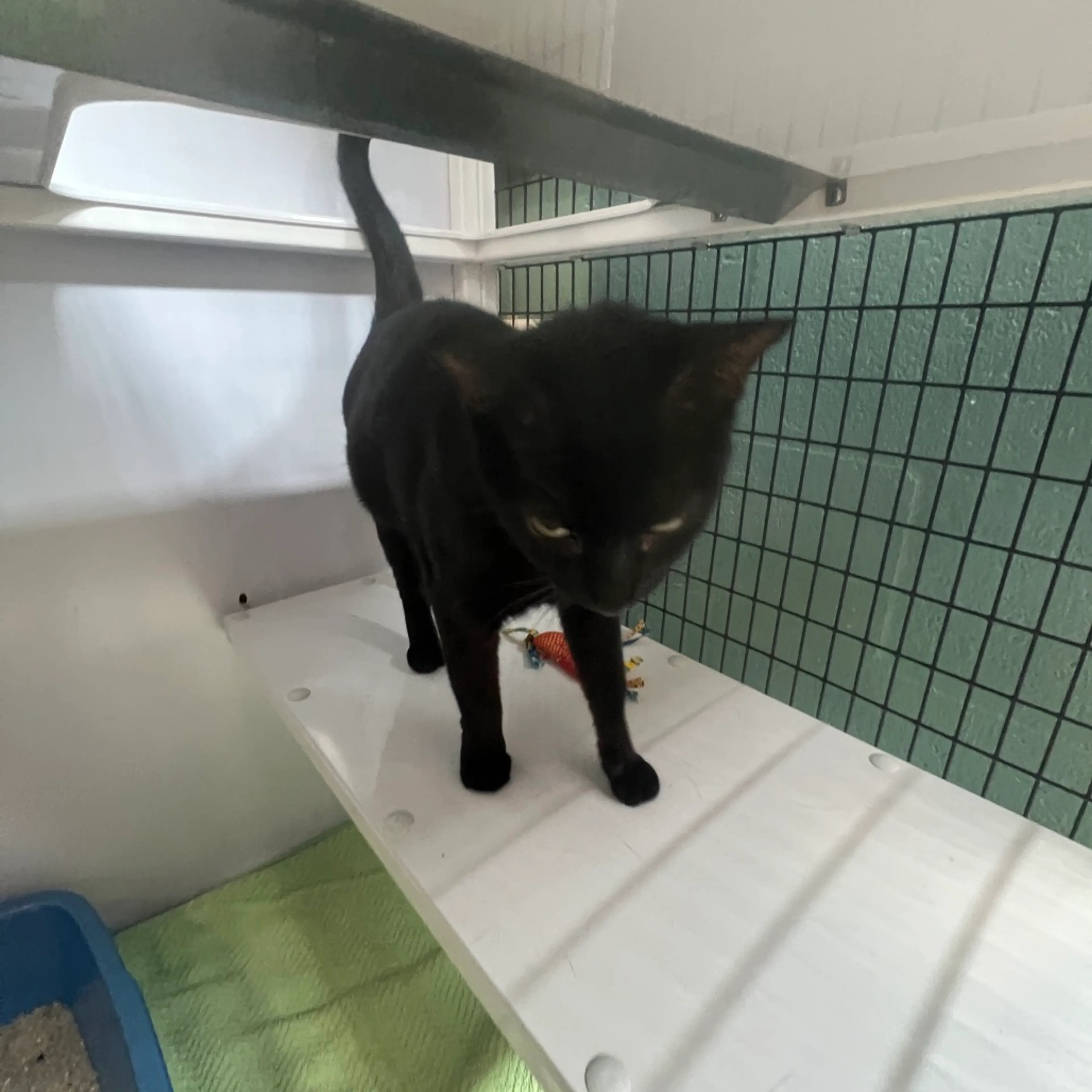 Found pet-6