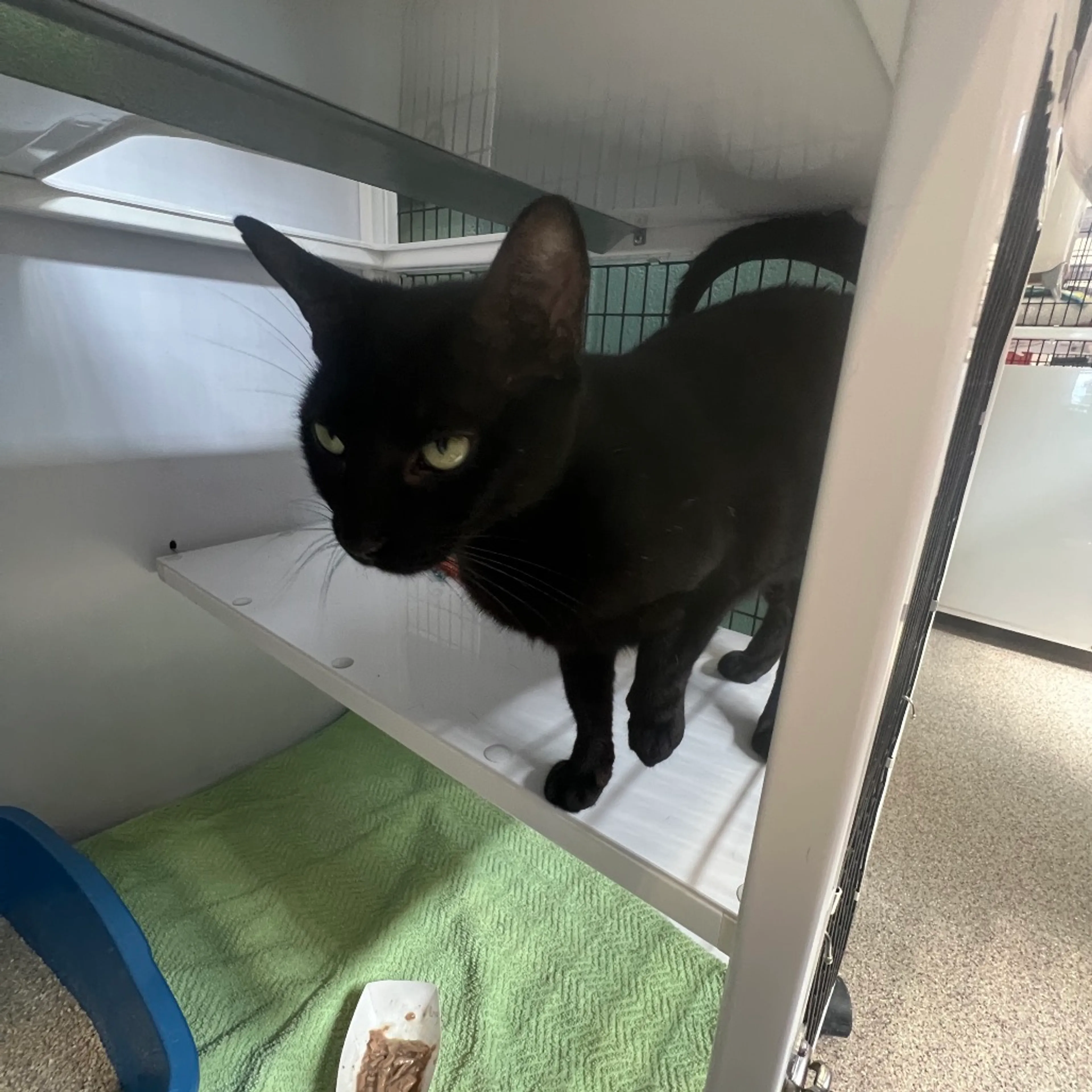 Found pet-3