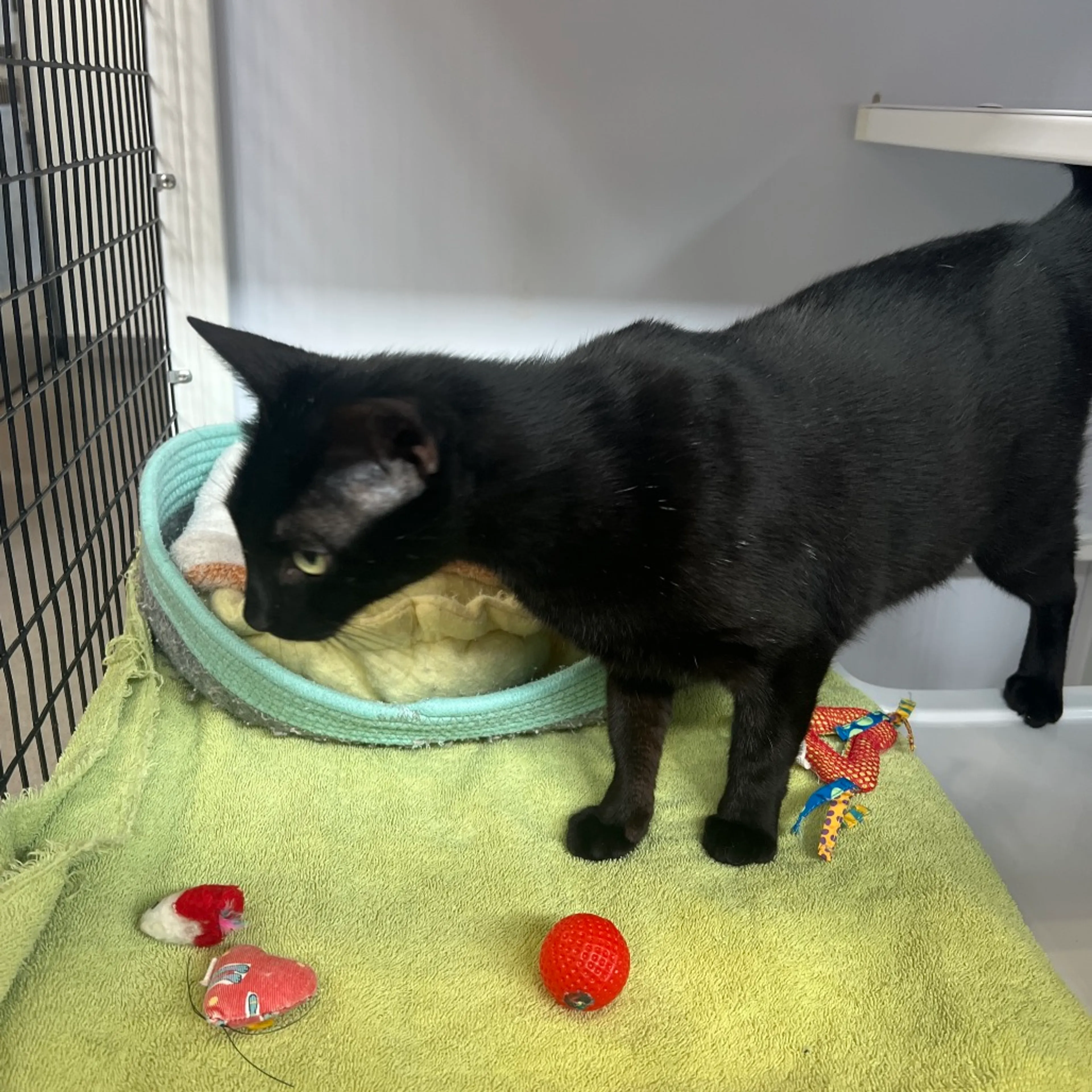 Found pet-1