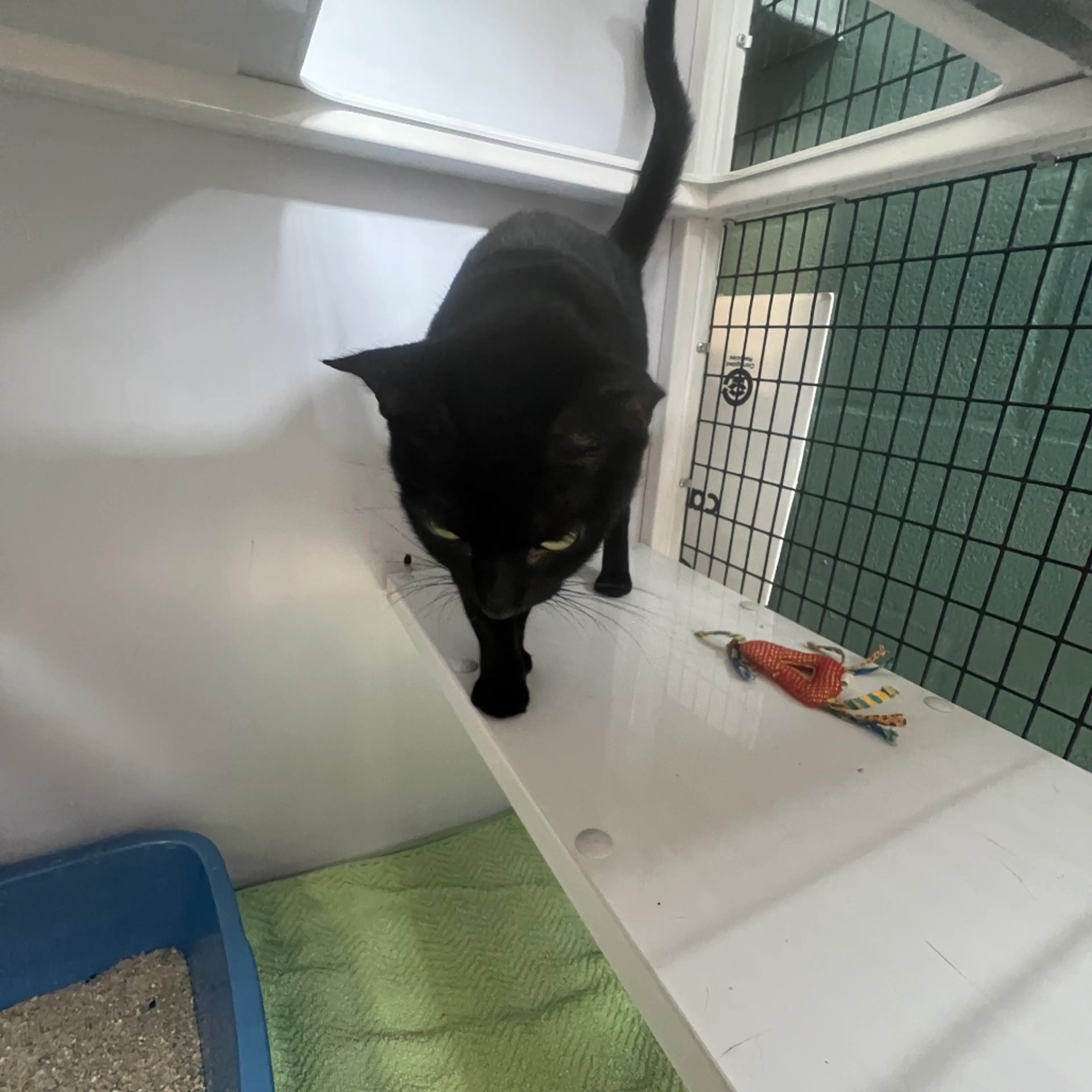 Found pet-5