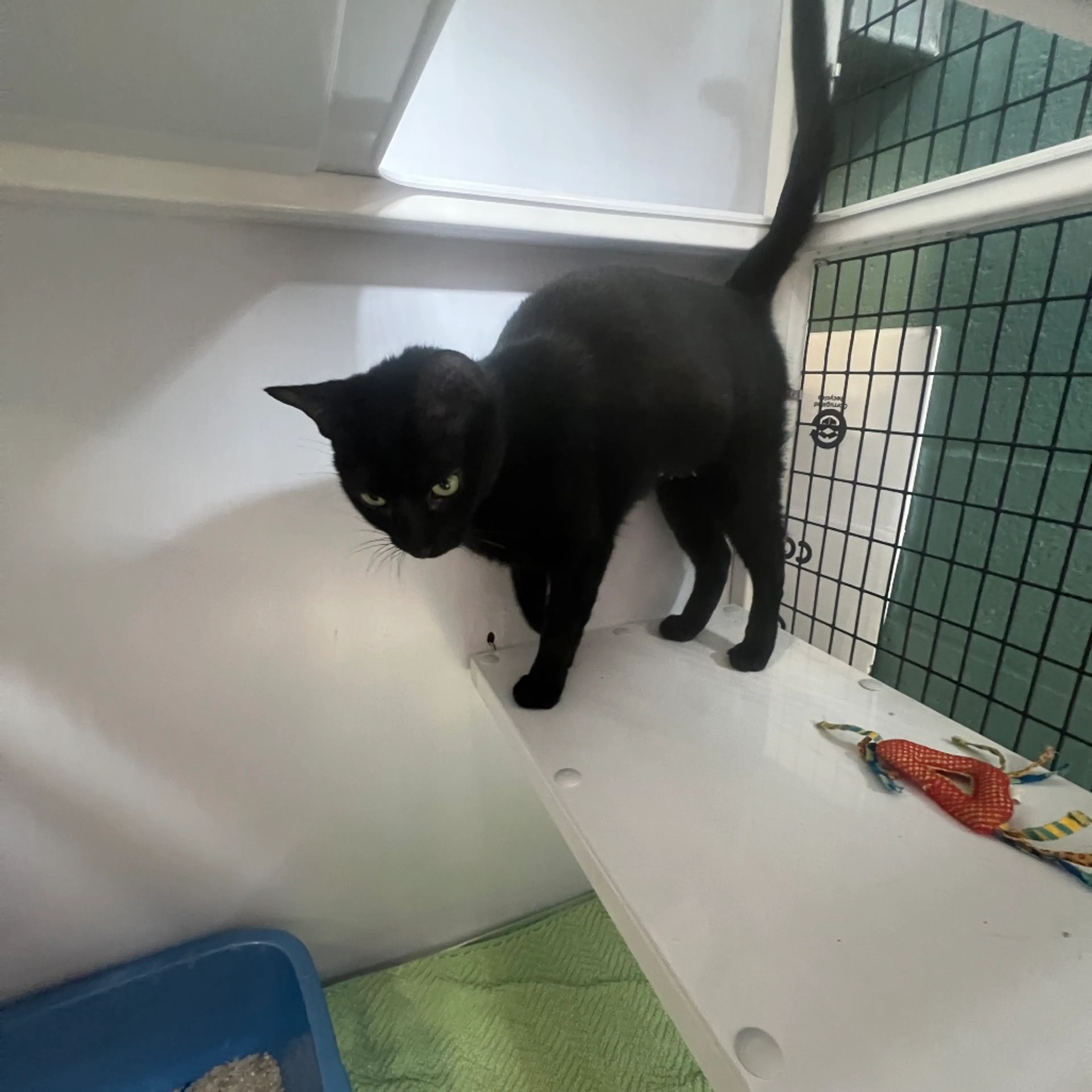 Found pet-4