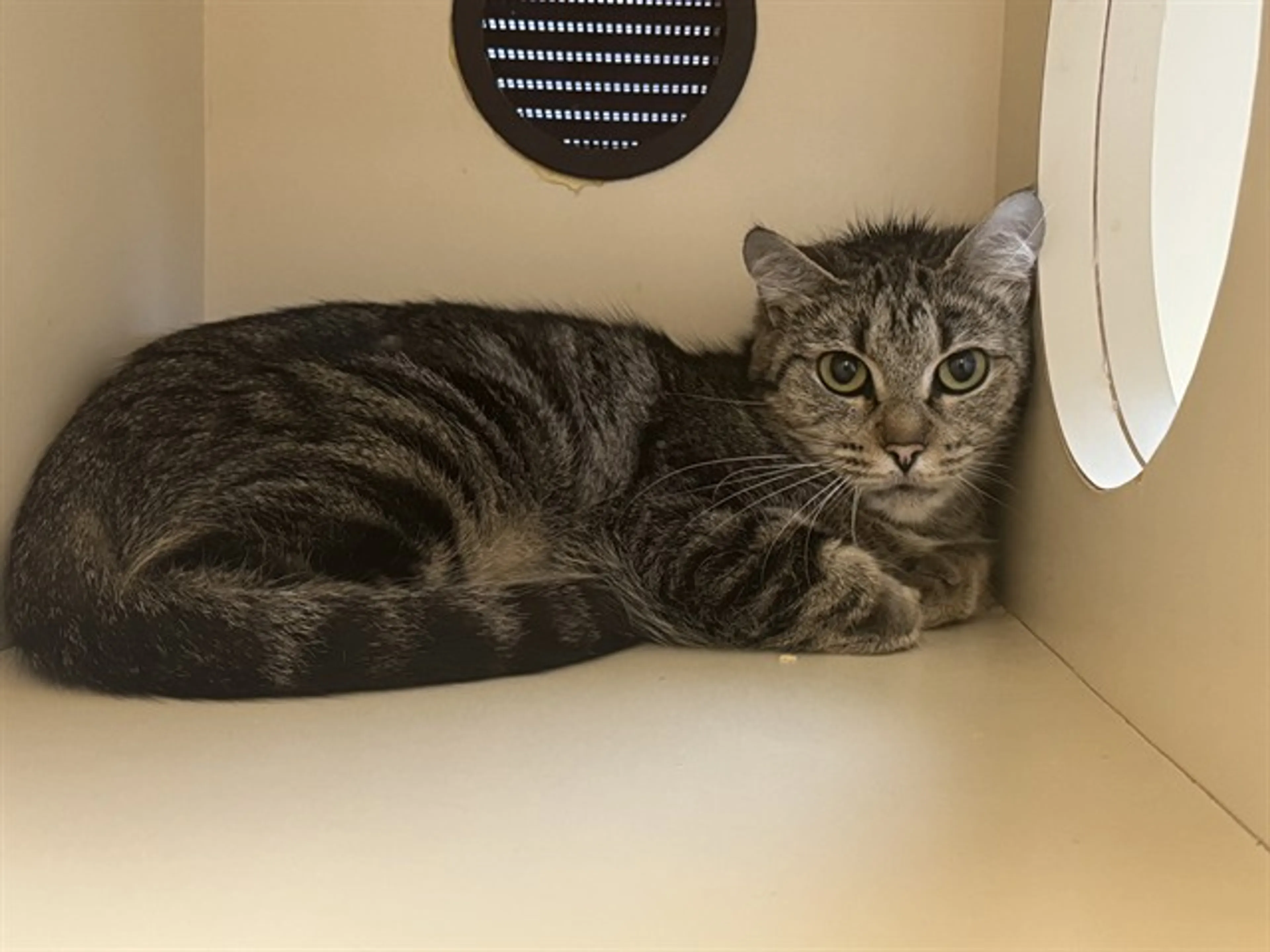 Found pet