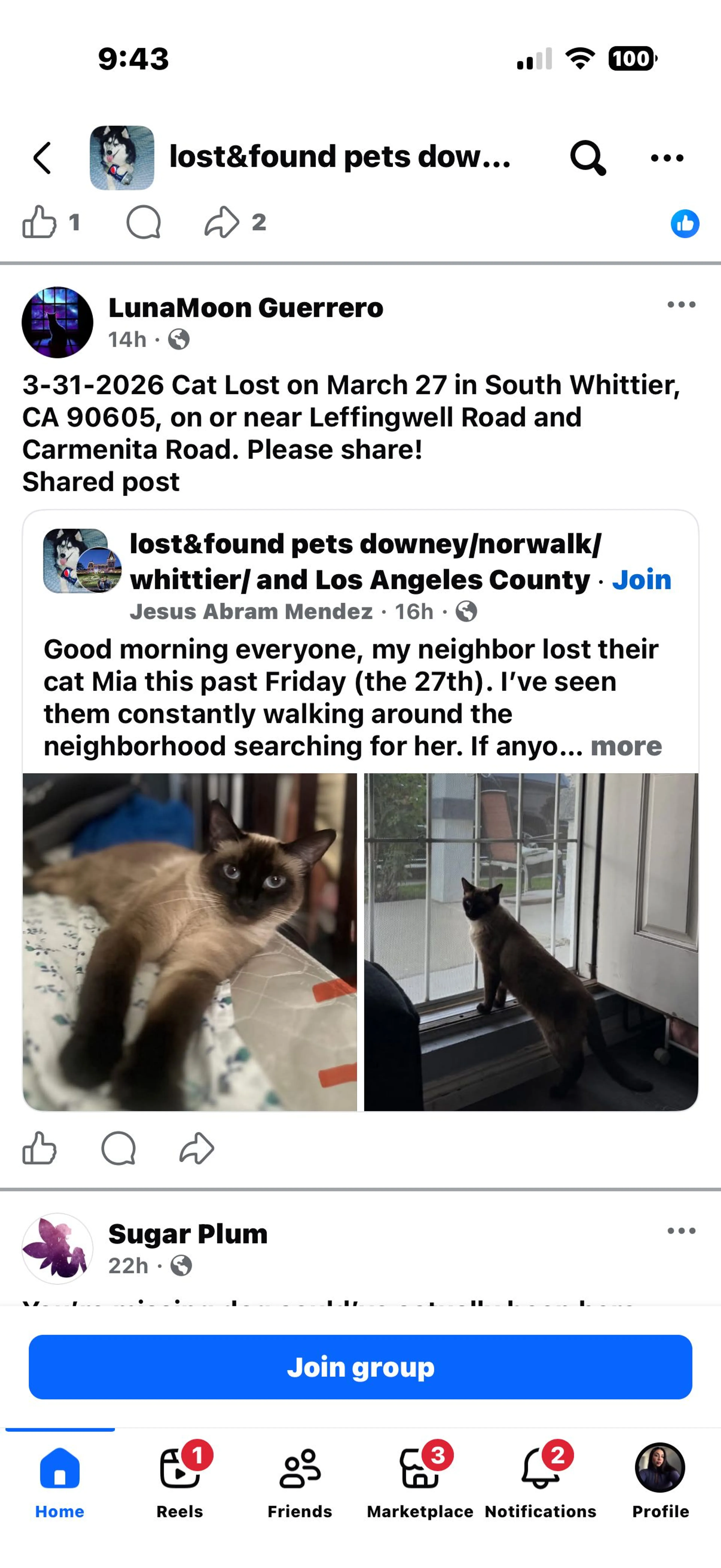 Lost pet-2