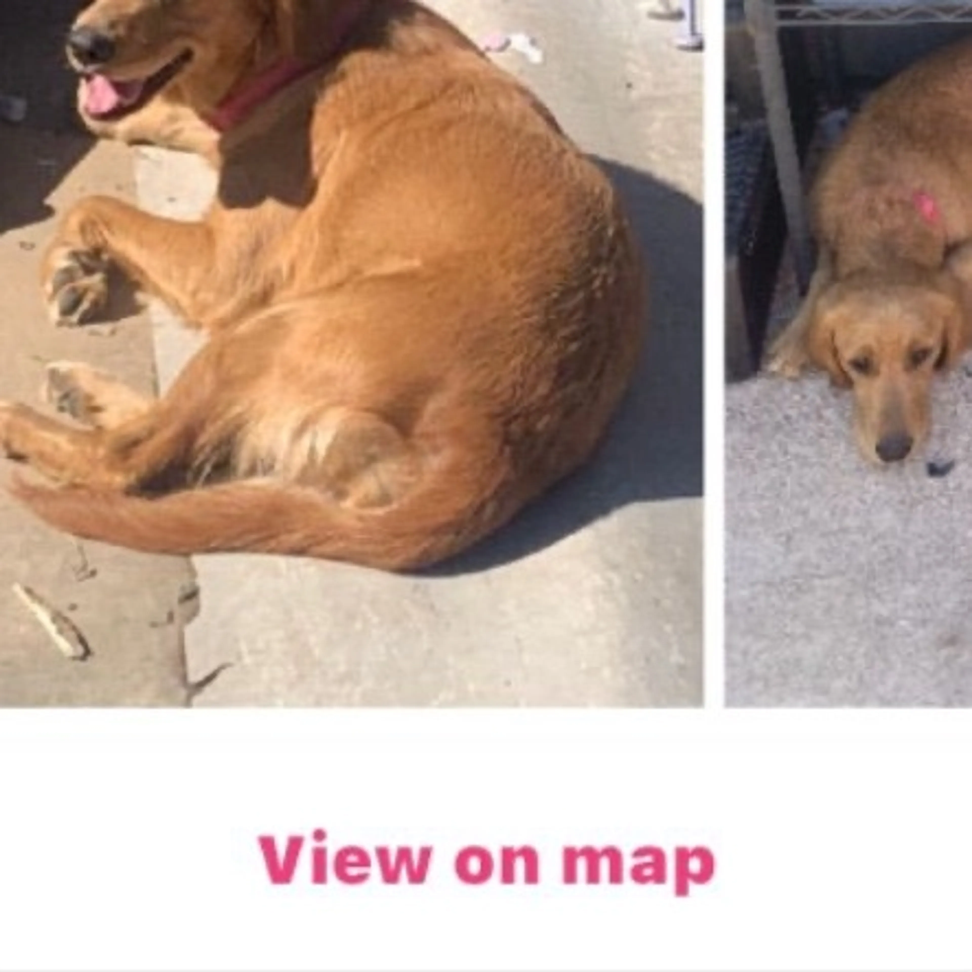 Lost pet