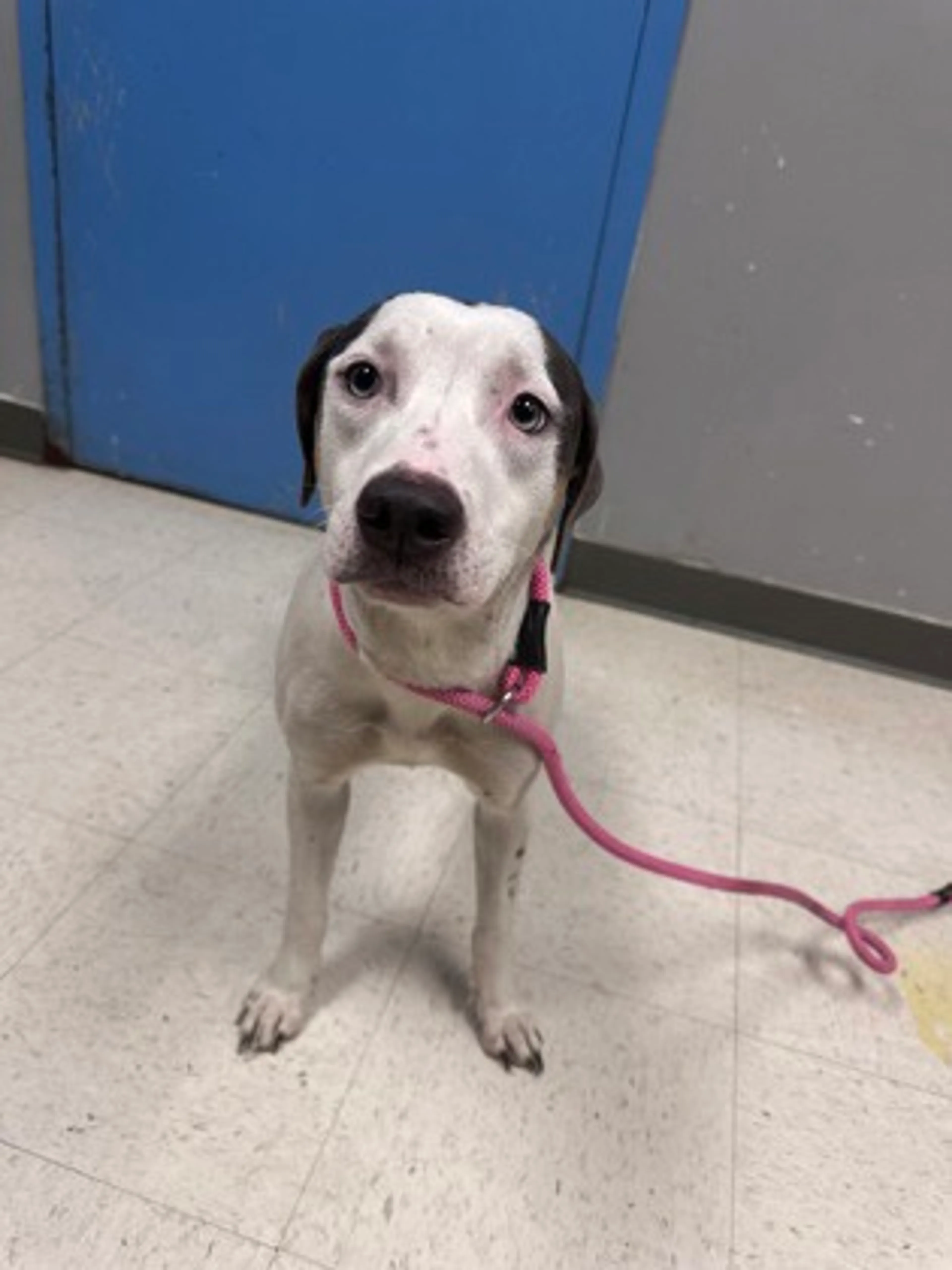 Found pet-1