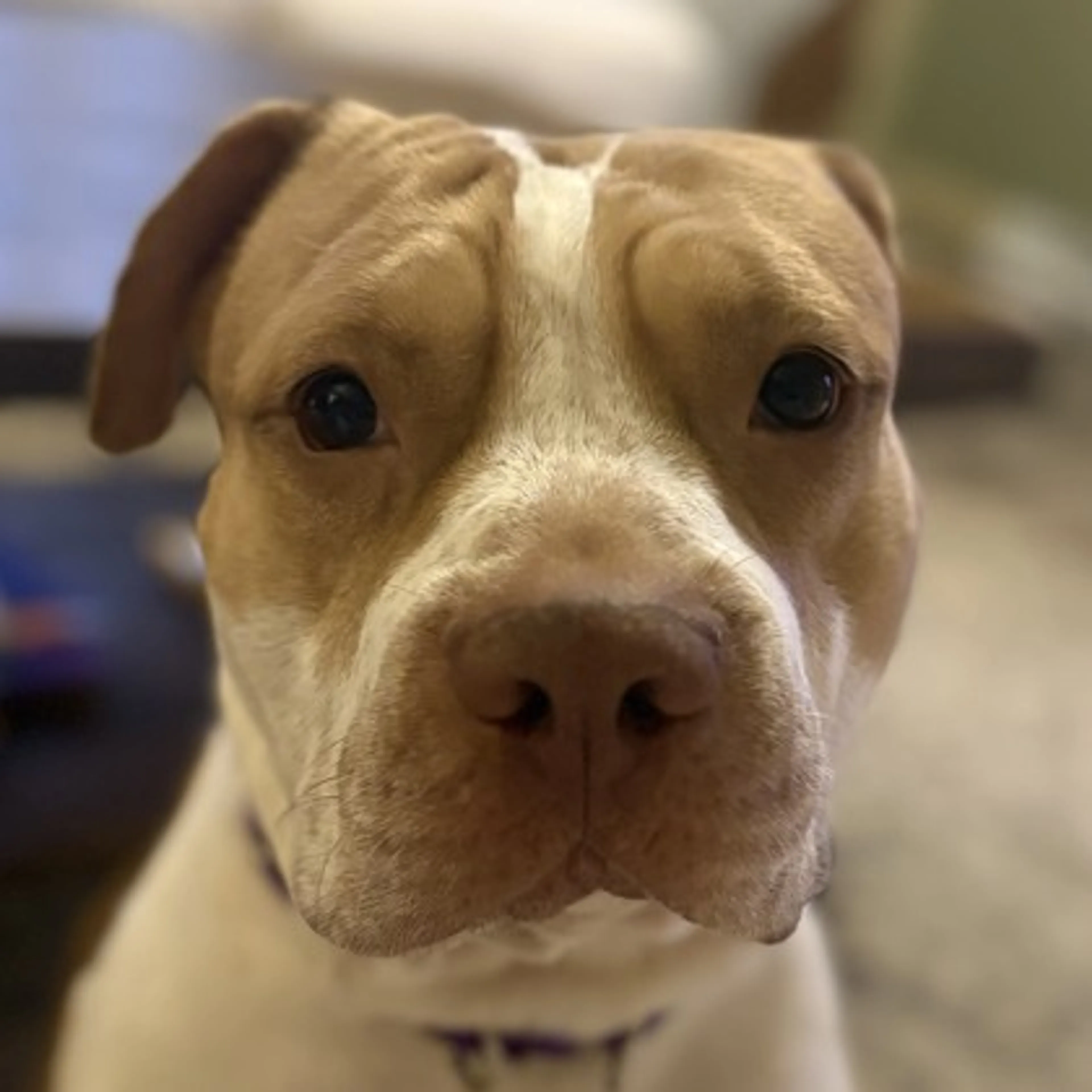 Found pet-2