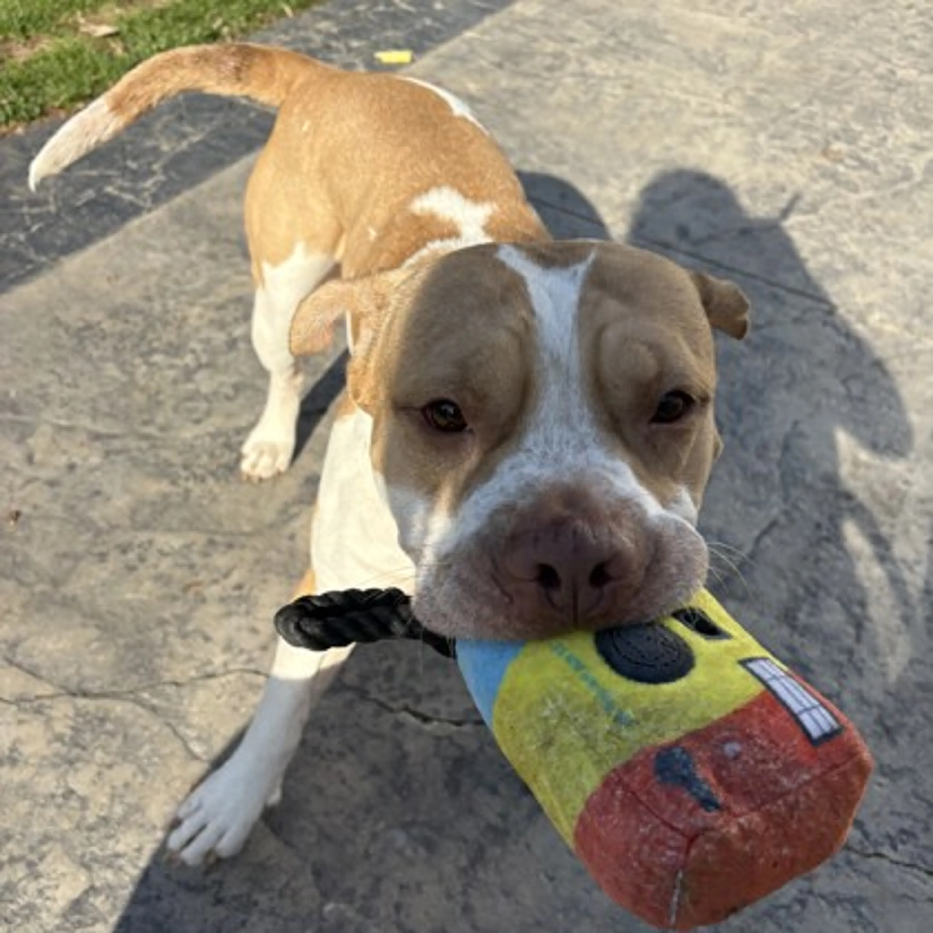 Found pet-1