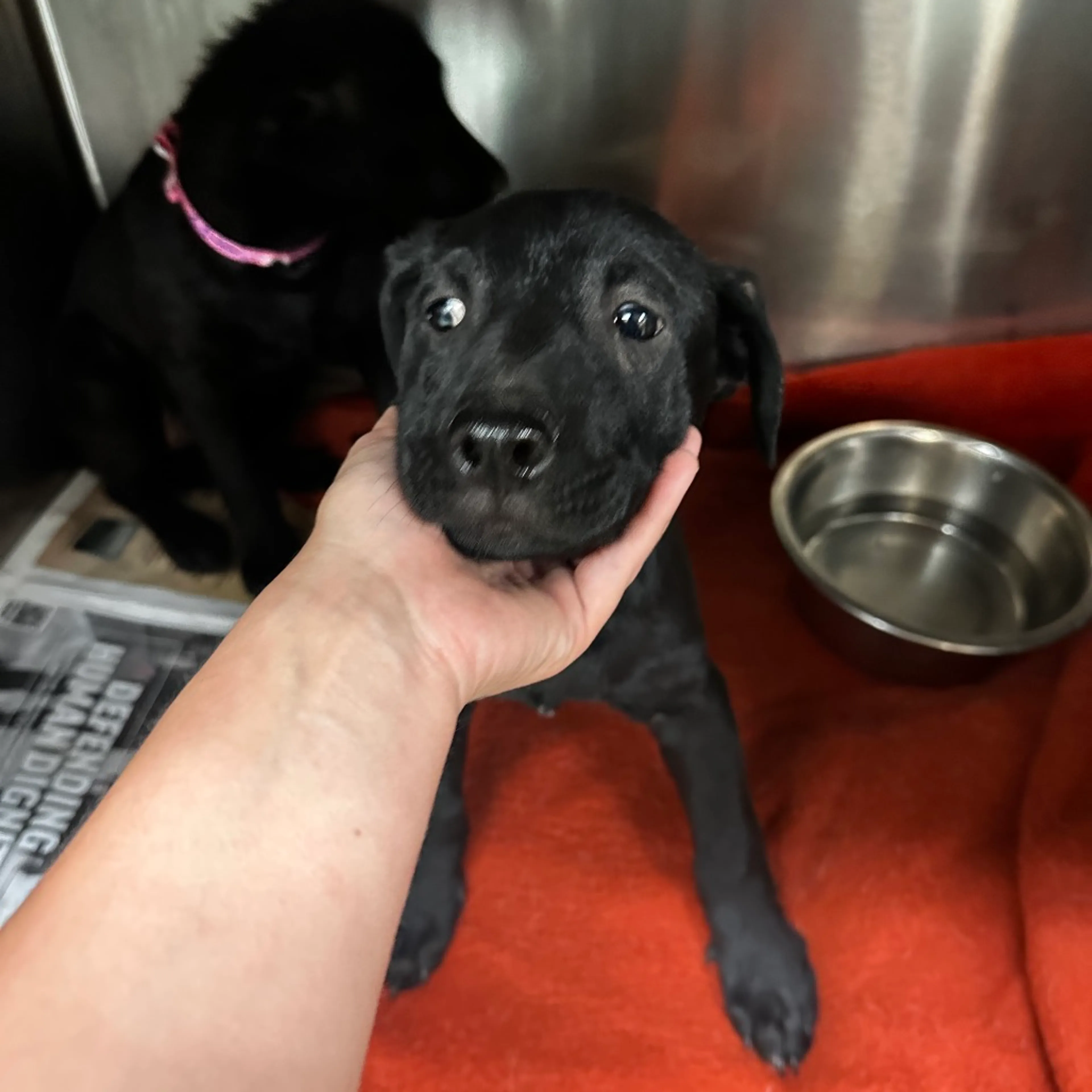 Found pet-1