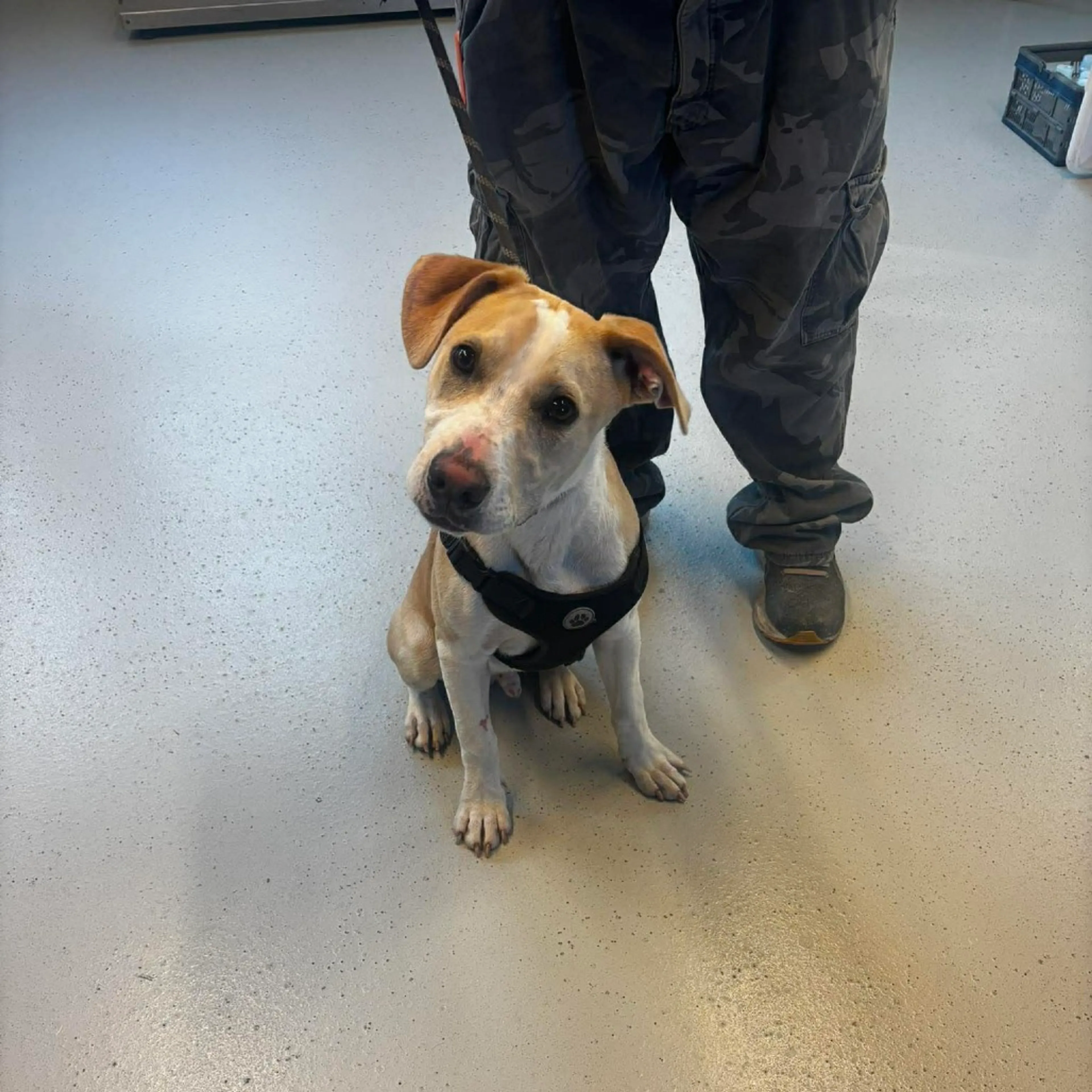 Found pet-2