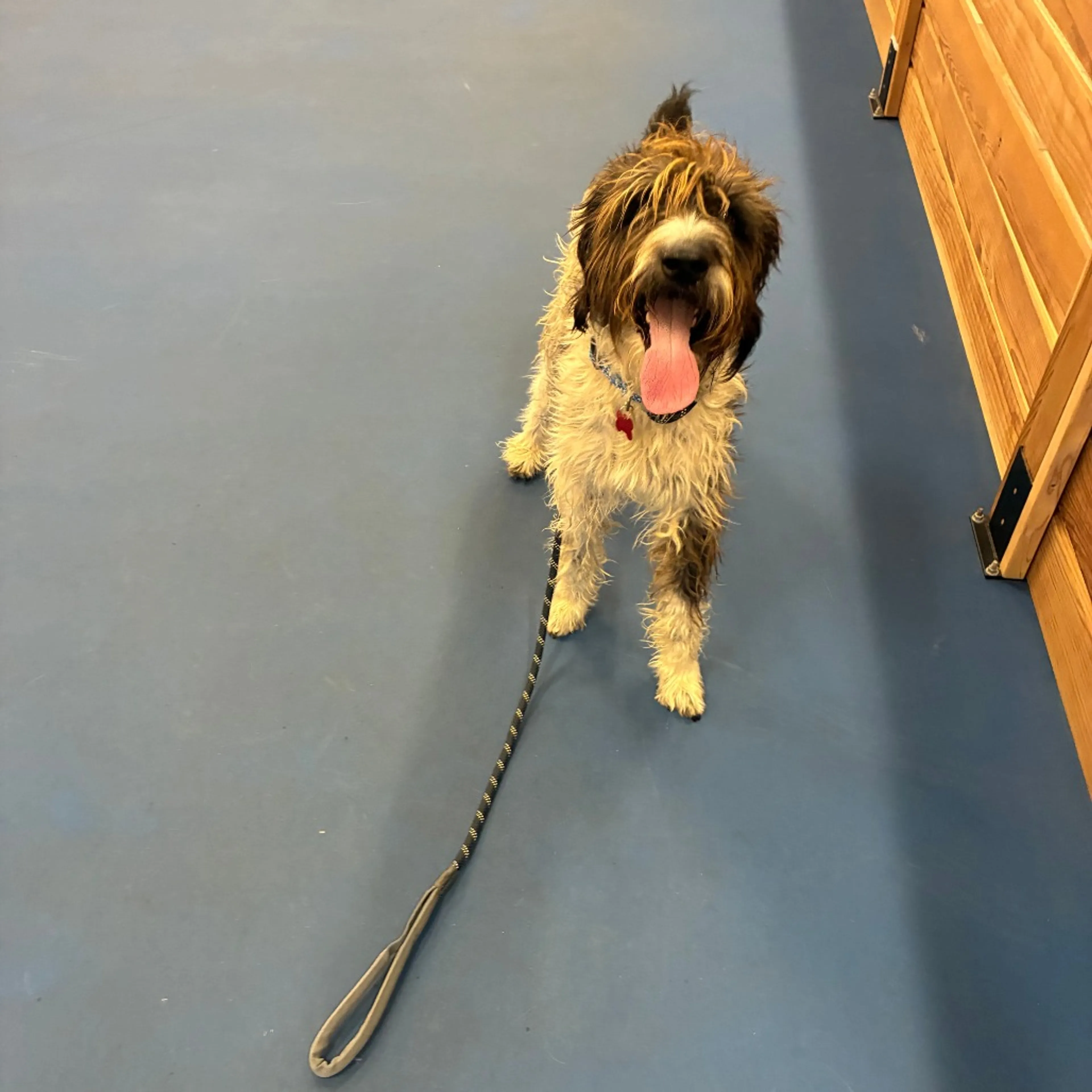 Found pet-1