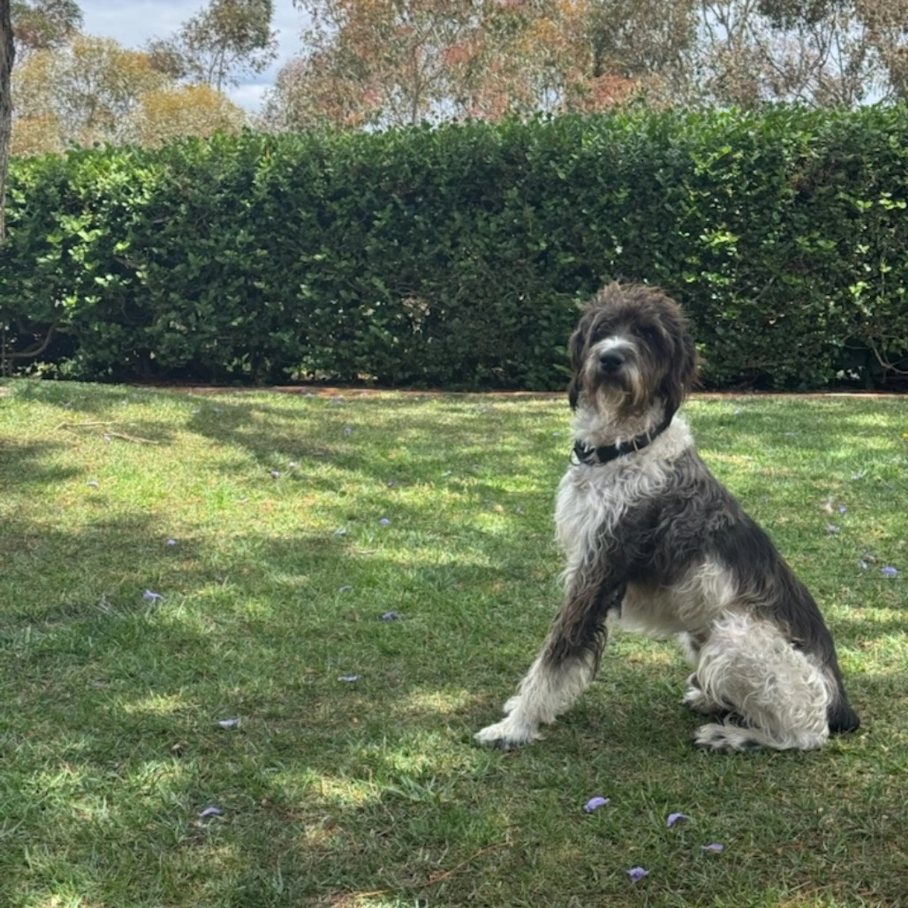 Found pet-9