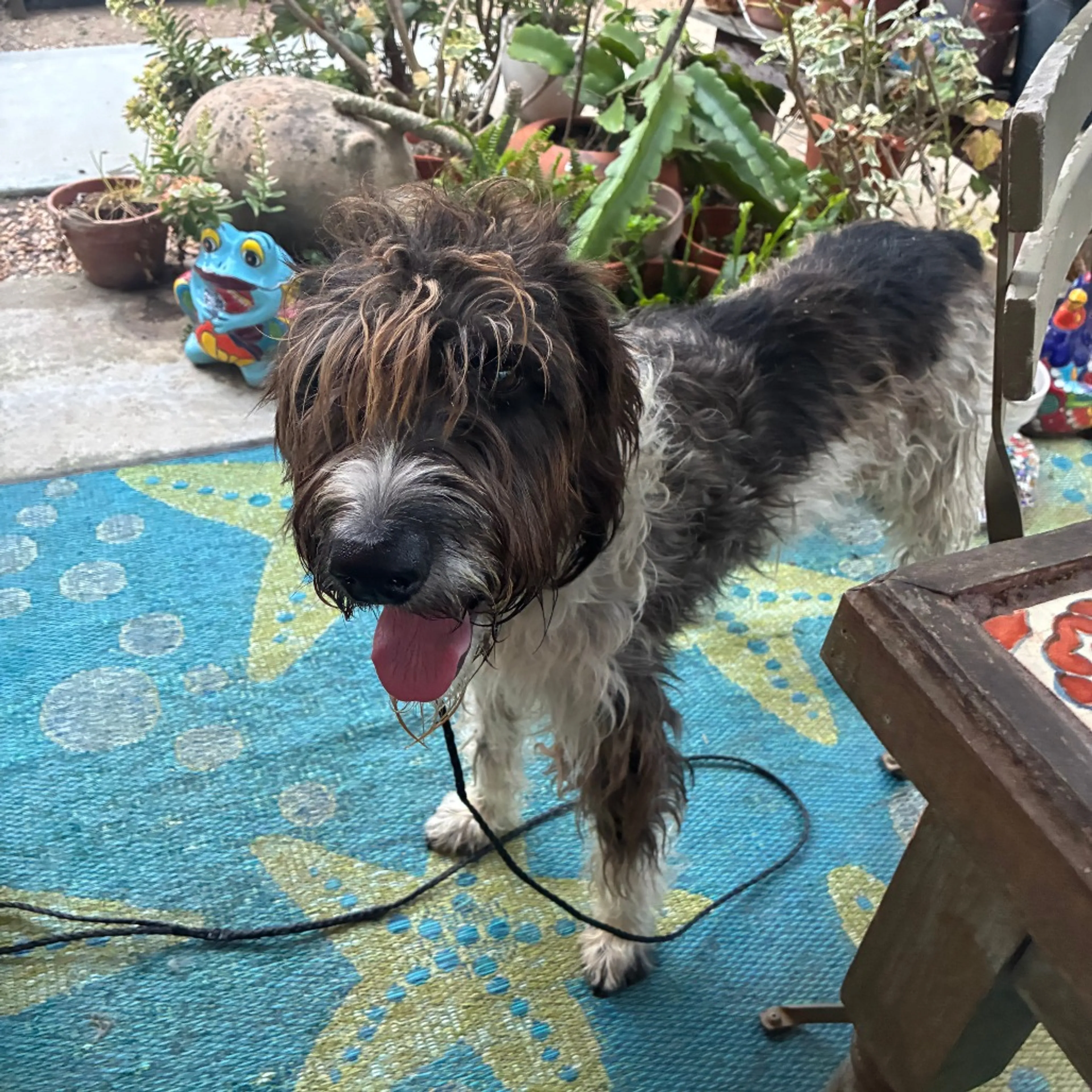 Found pet-2