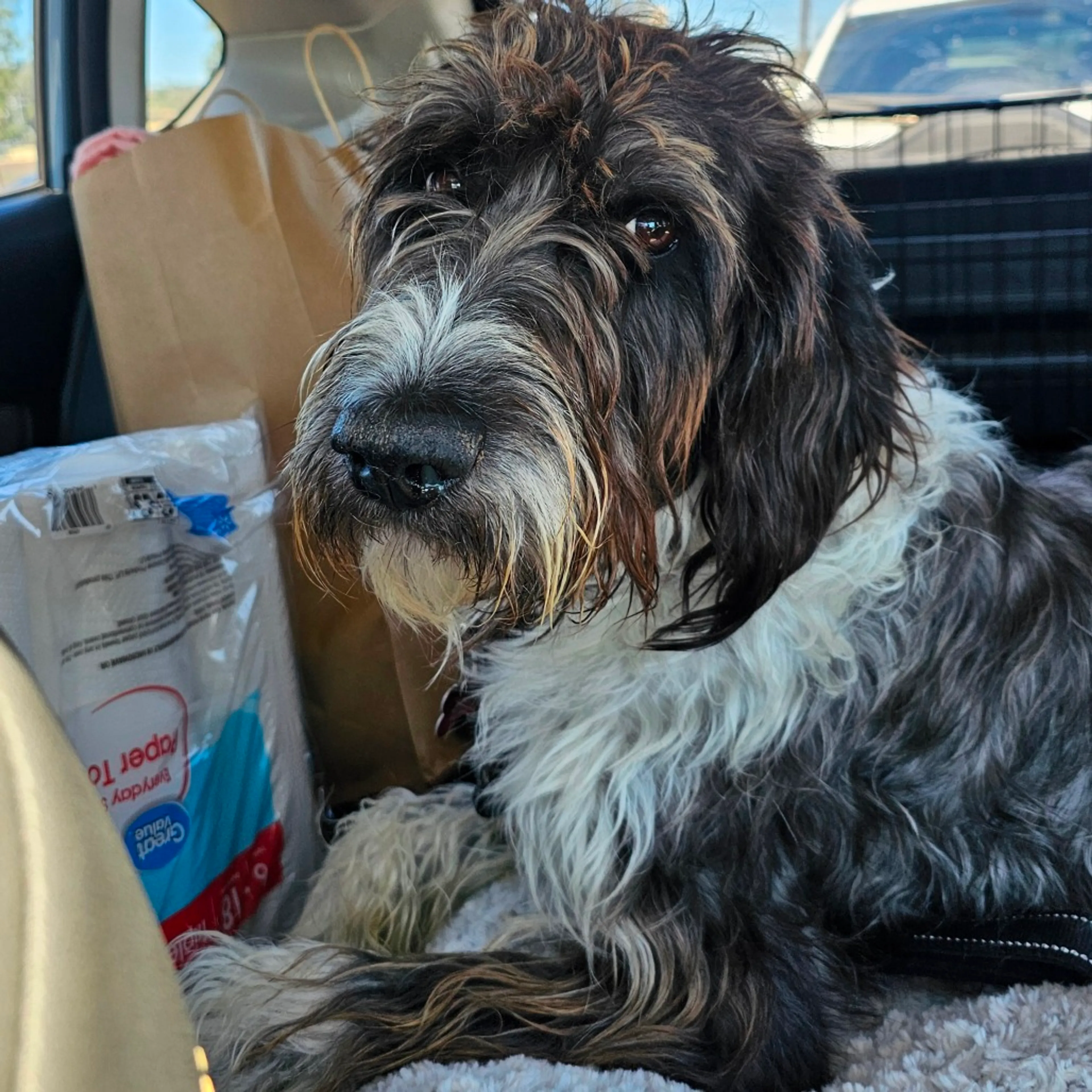 Found pet-7