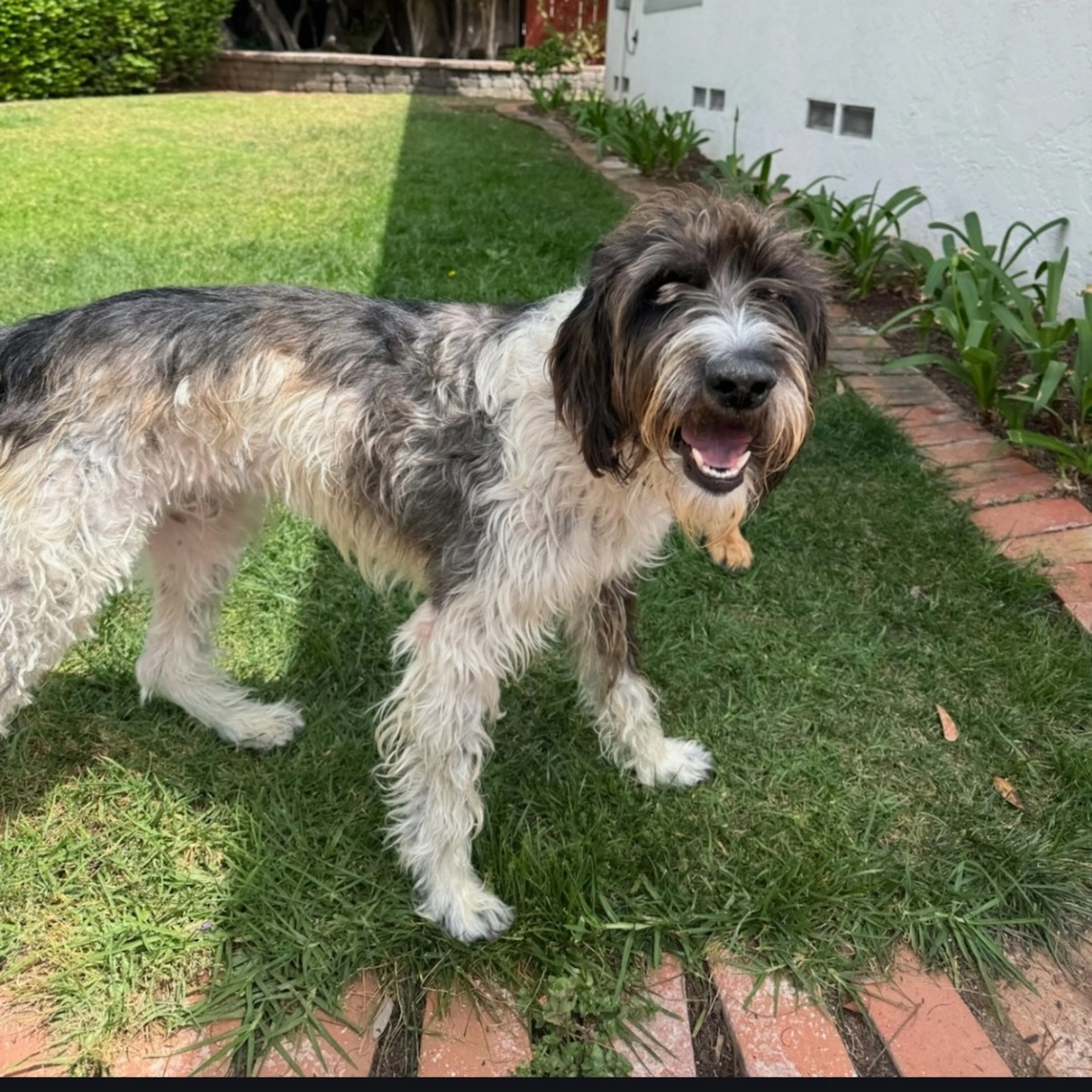 Found pet-8