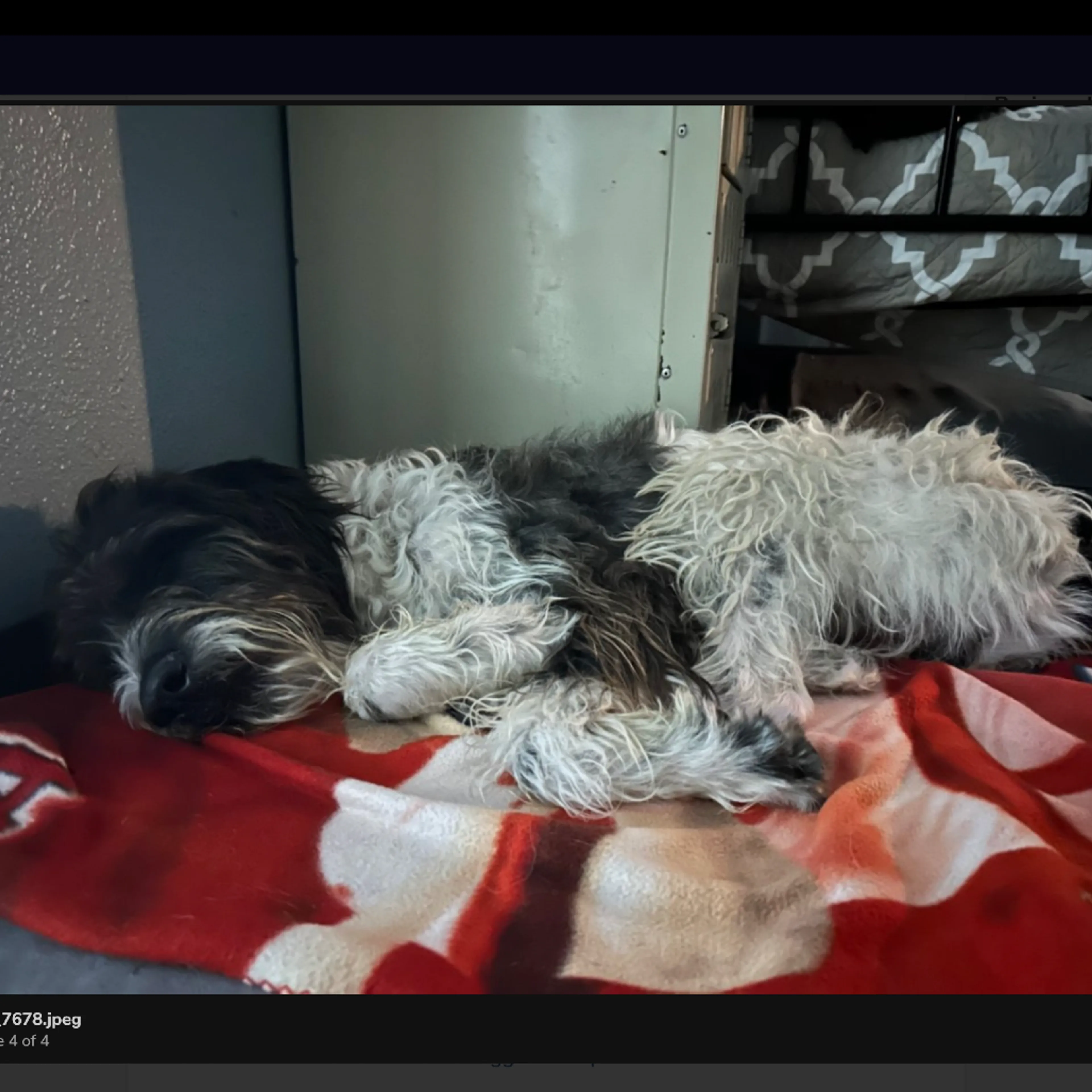 Found pet-4