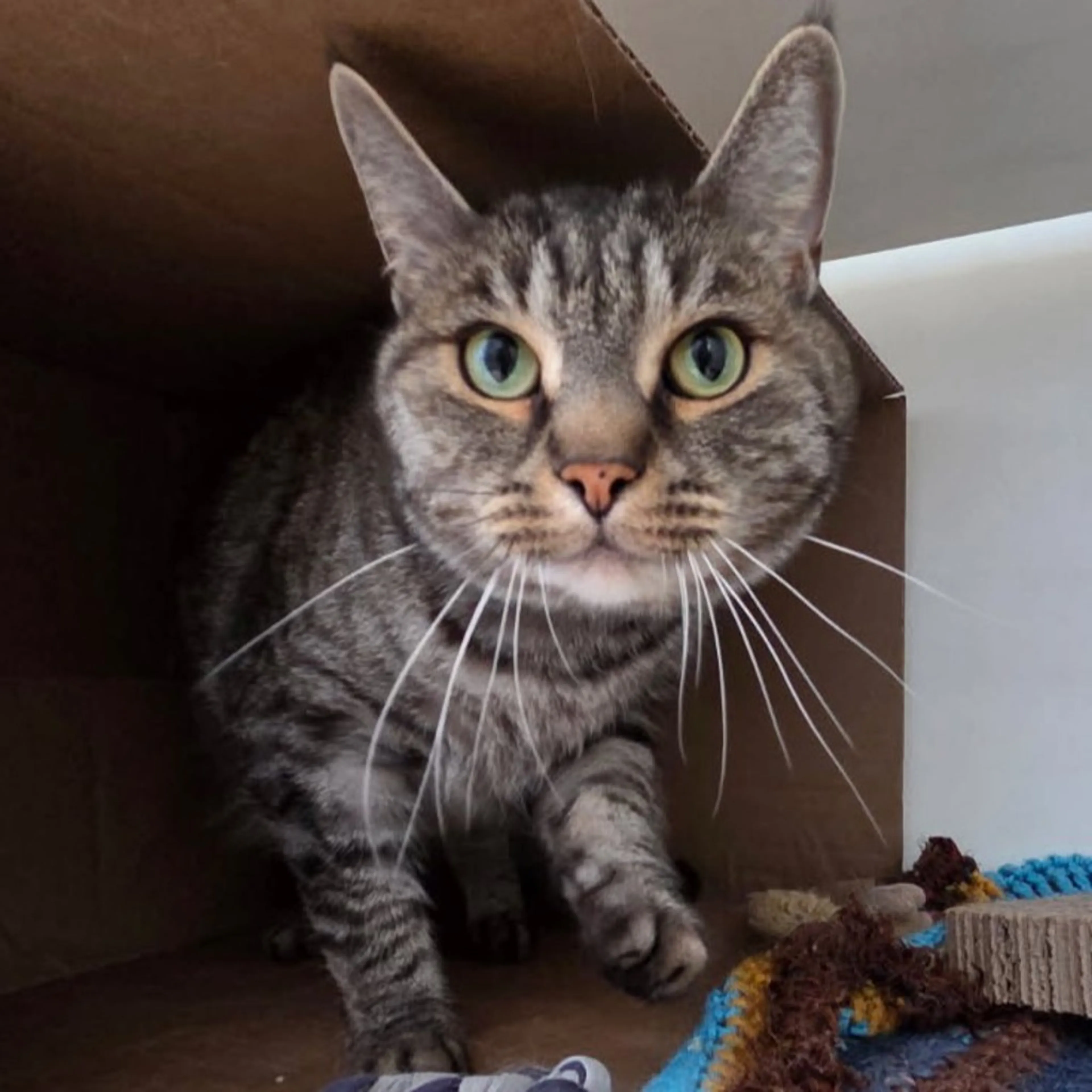 Found pet