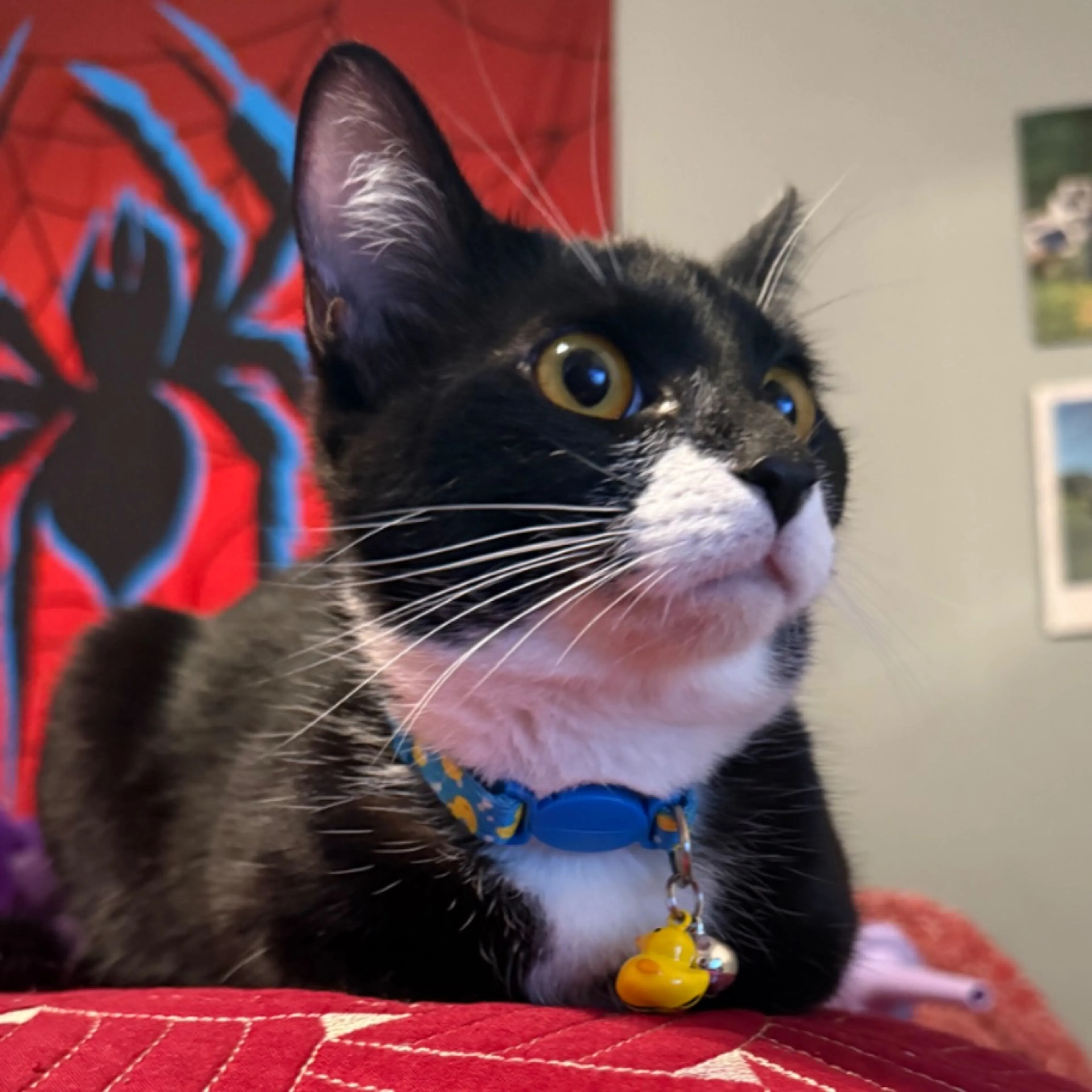 Lost pet