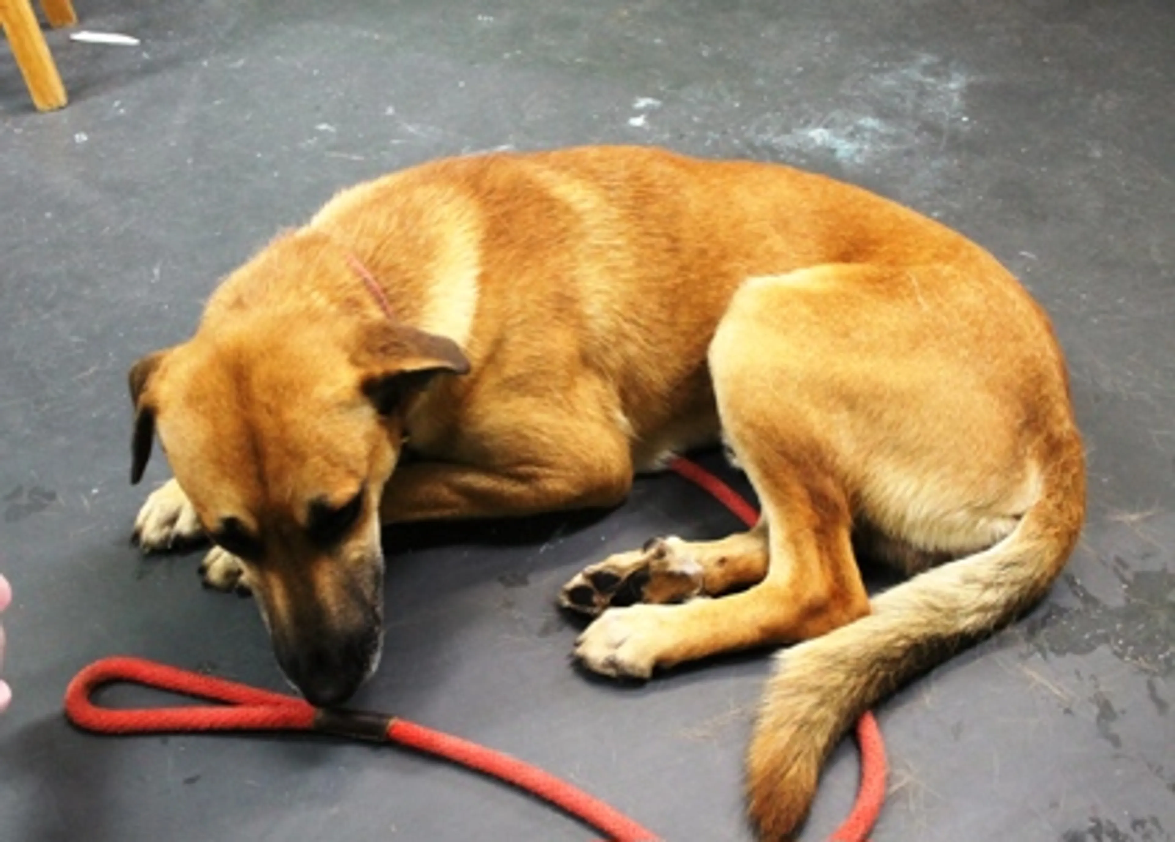 Found pet-1