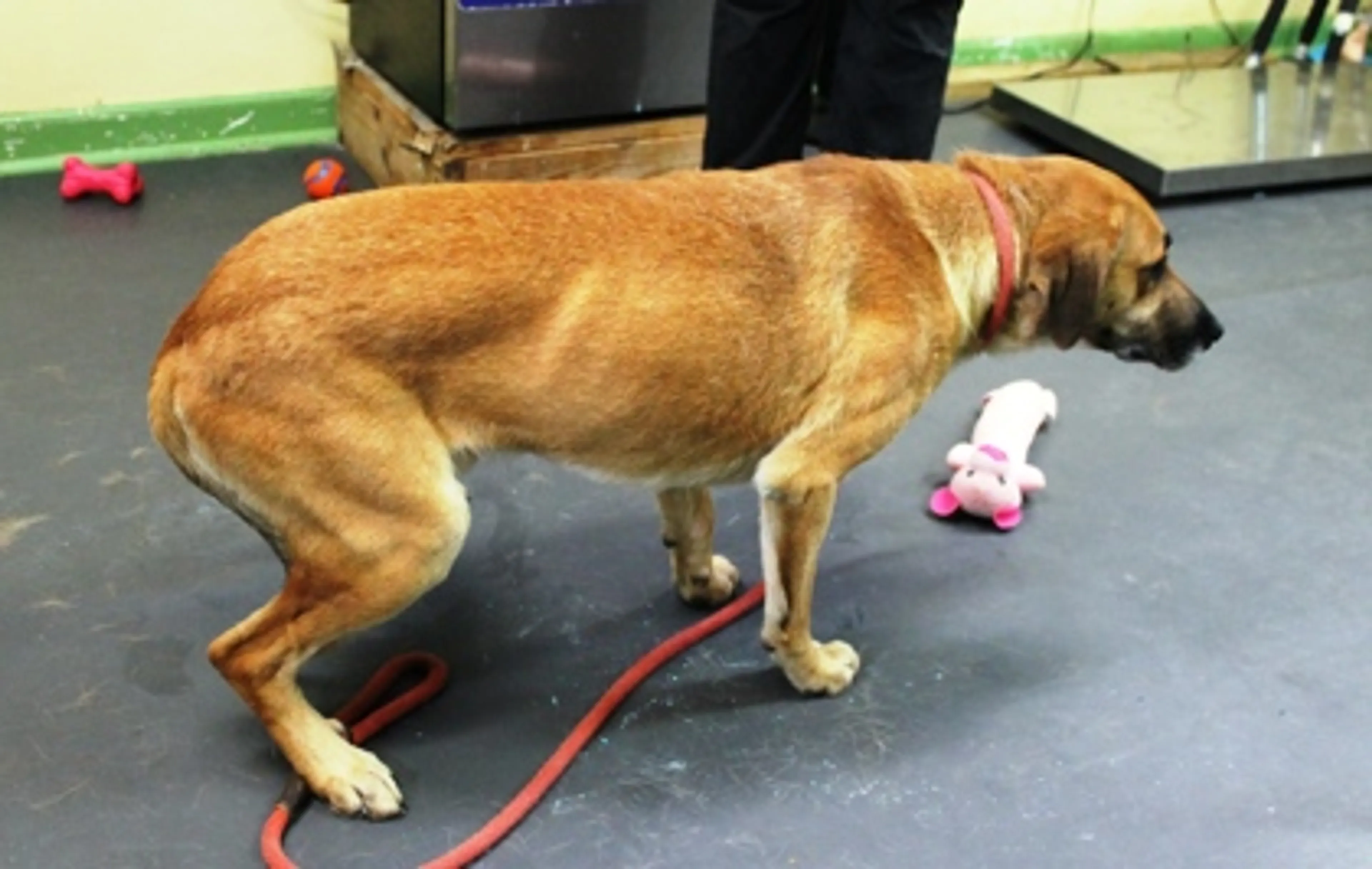Found pet-2