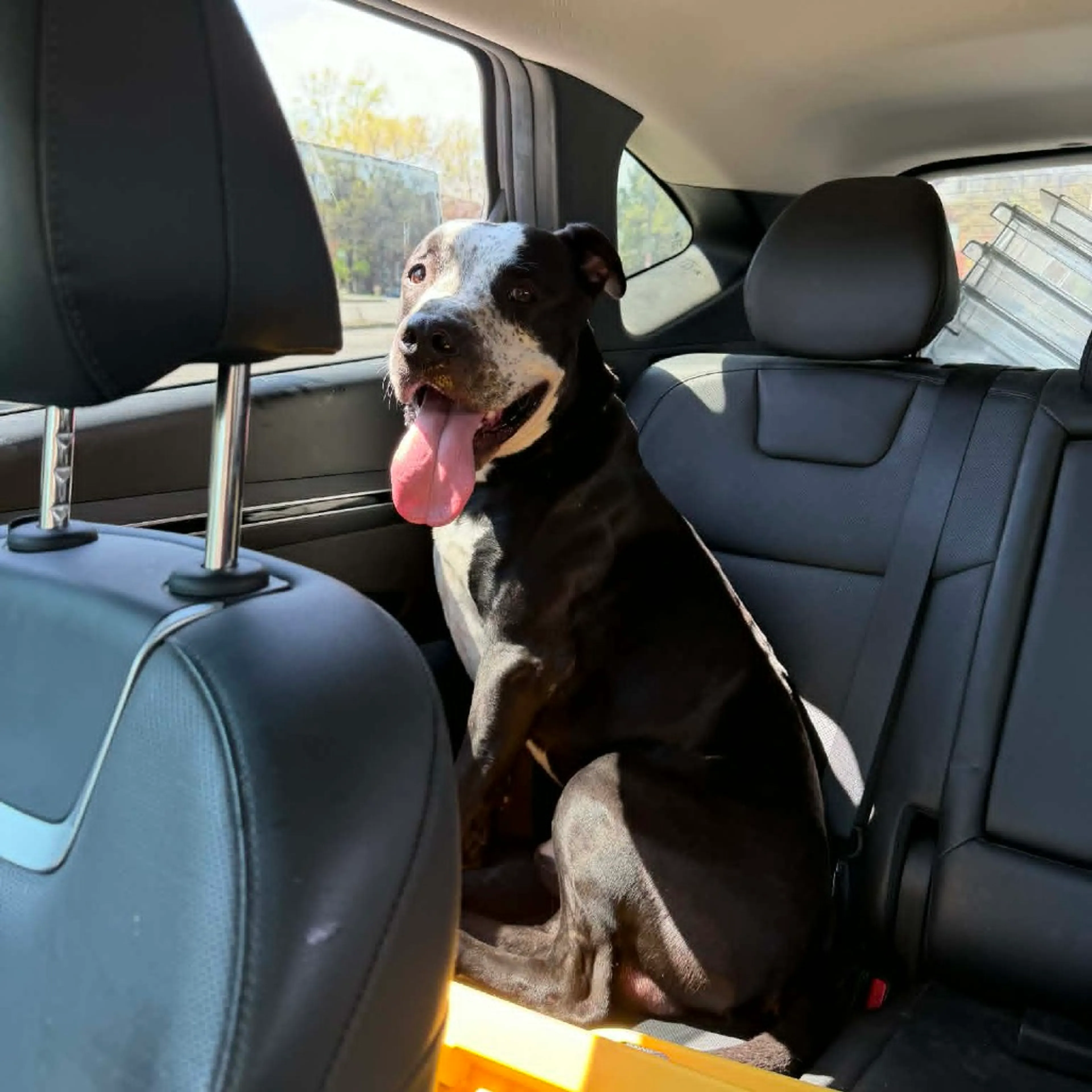Found pet-1