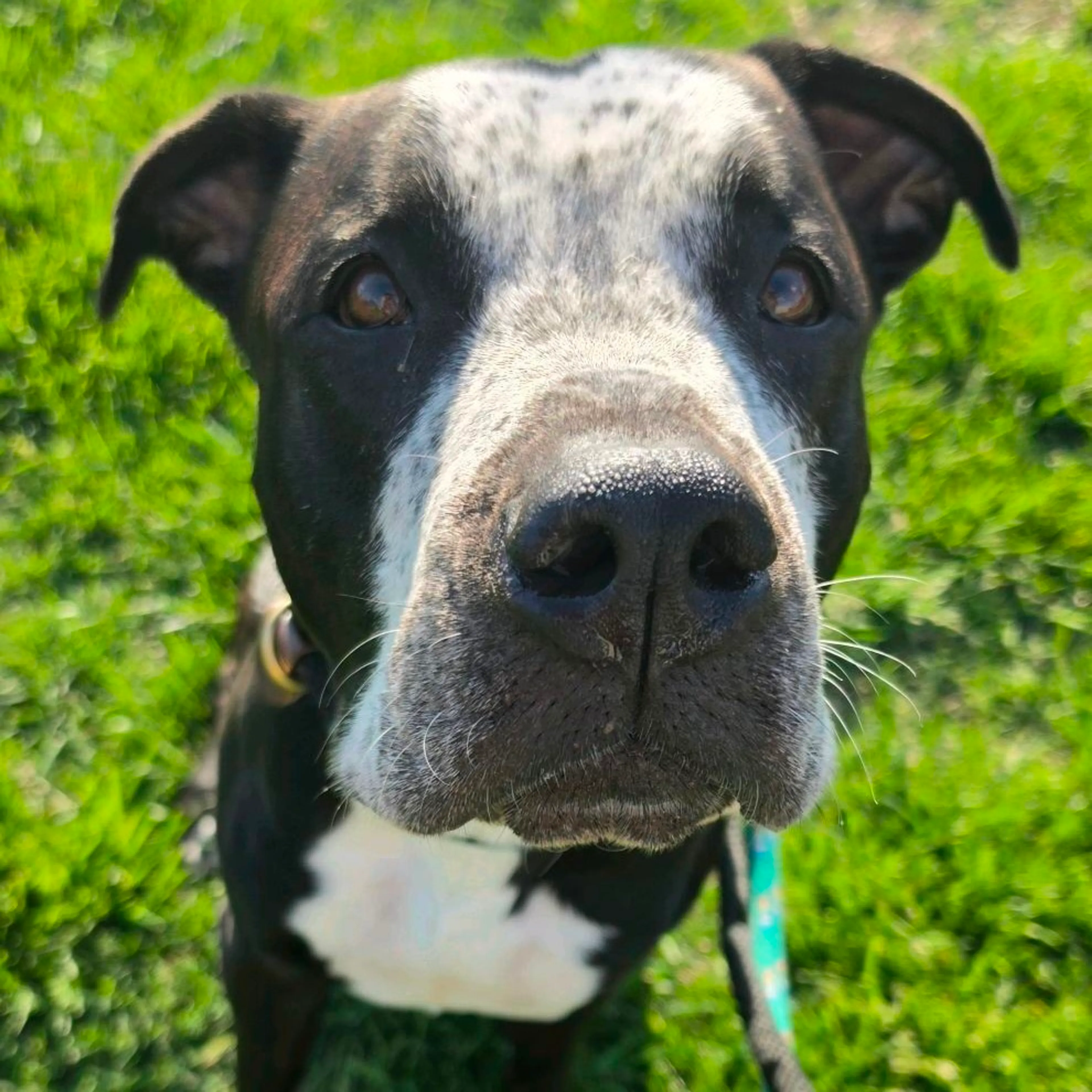 Found pet-2