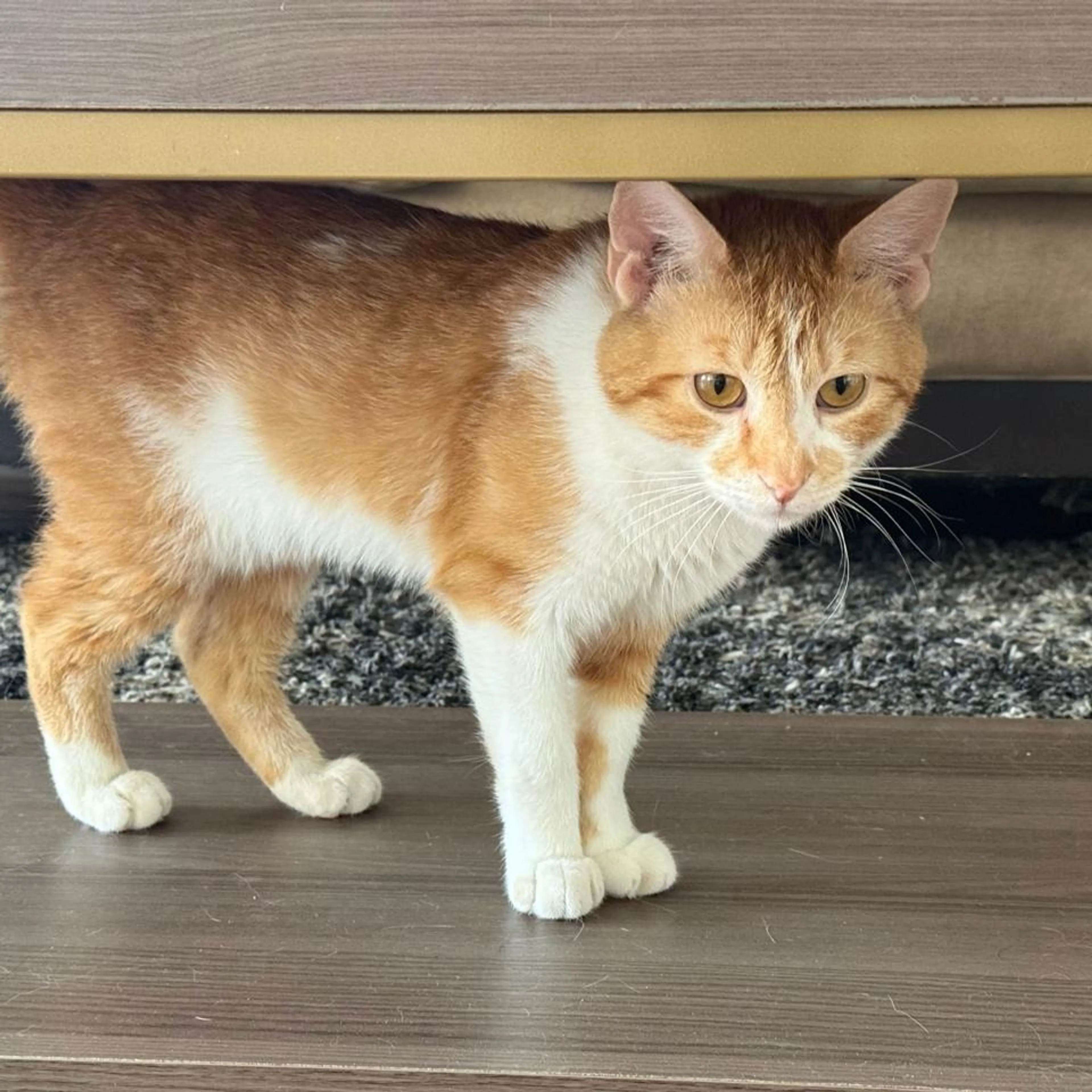 Found pet-3