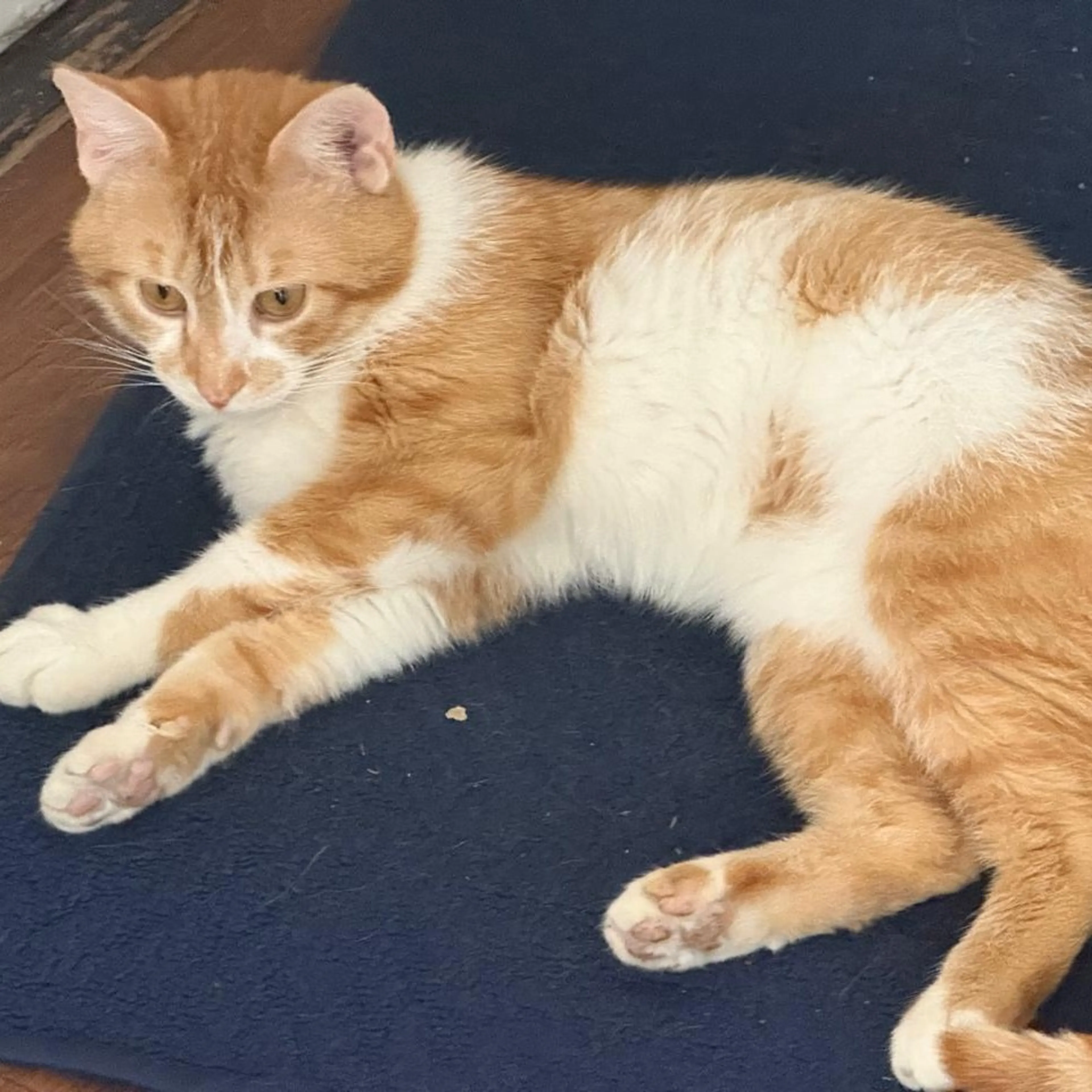 Found pet-2
