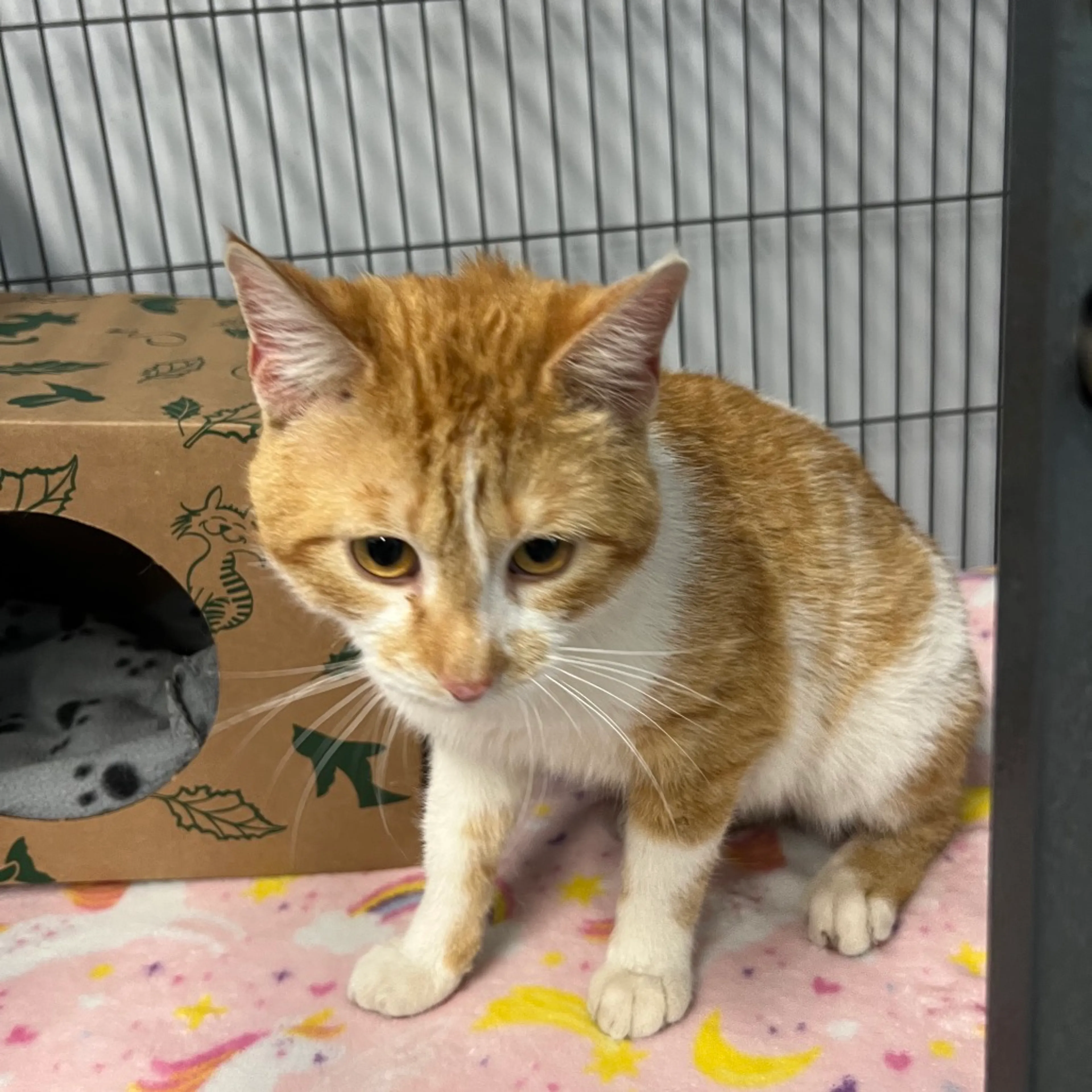 Found pet