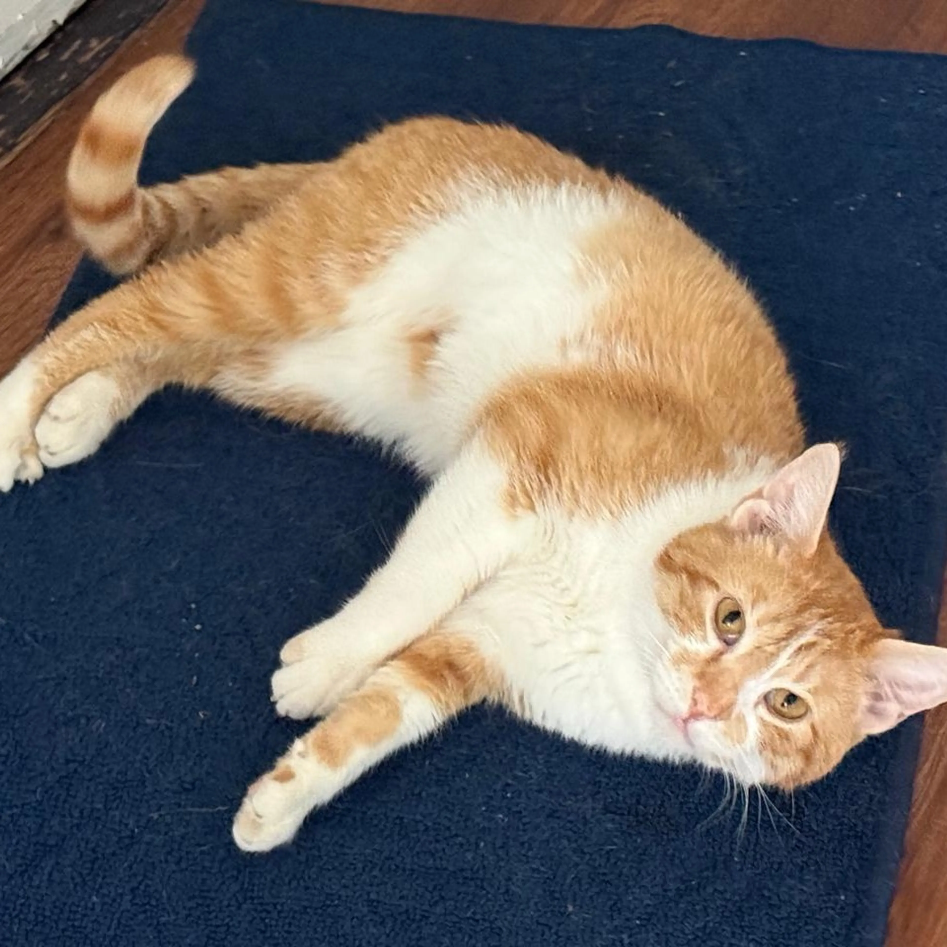 Found pet-0
