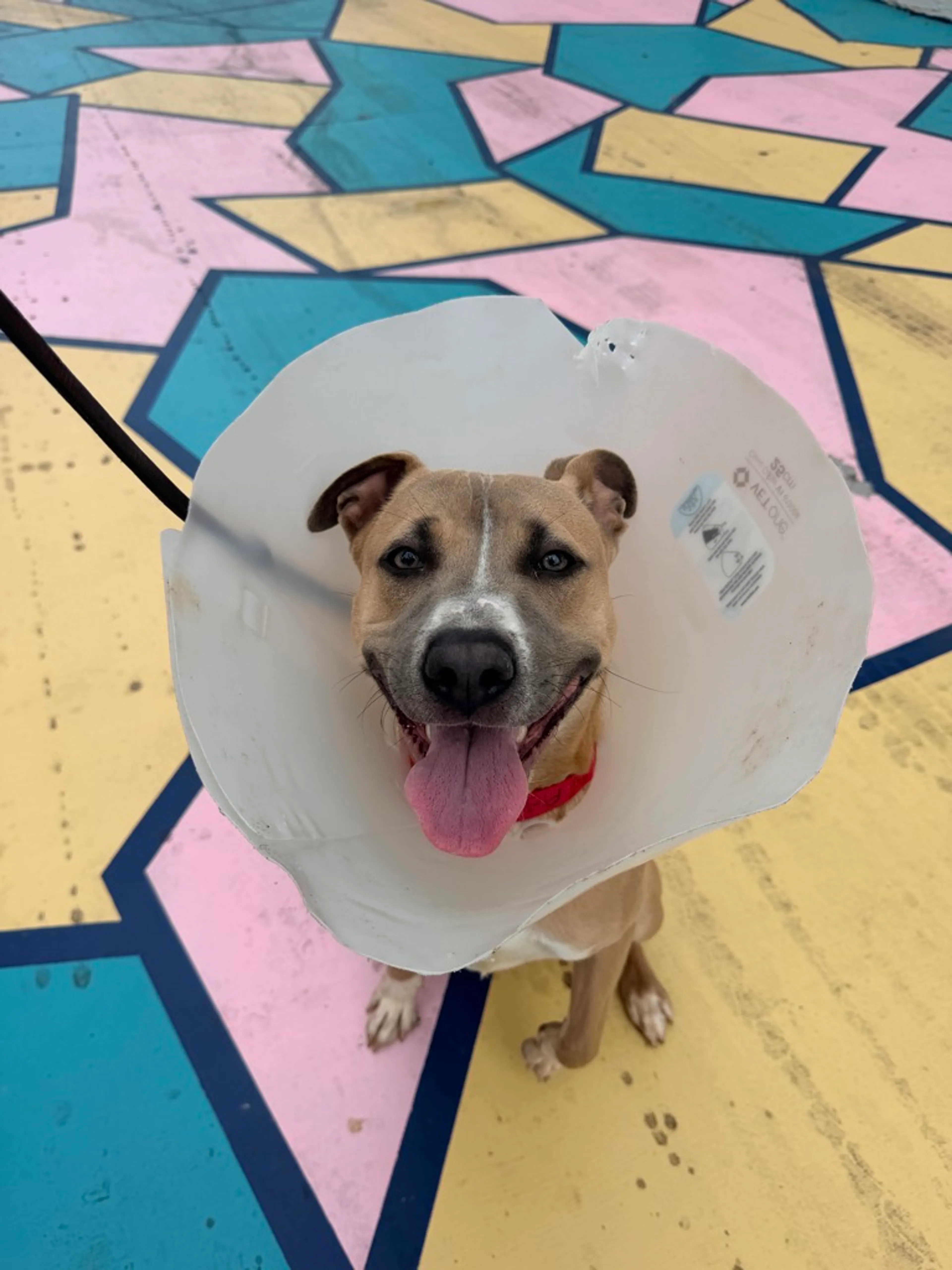 Found pet