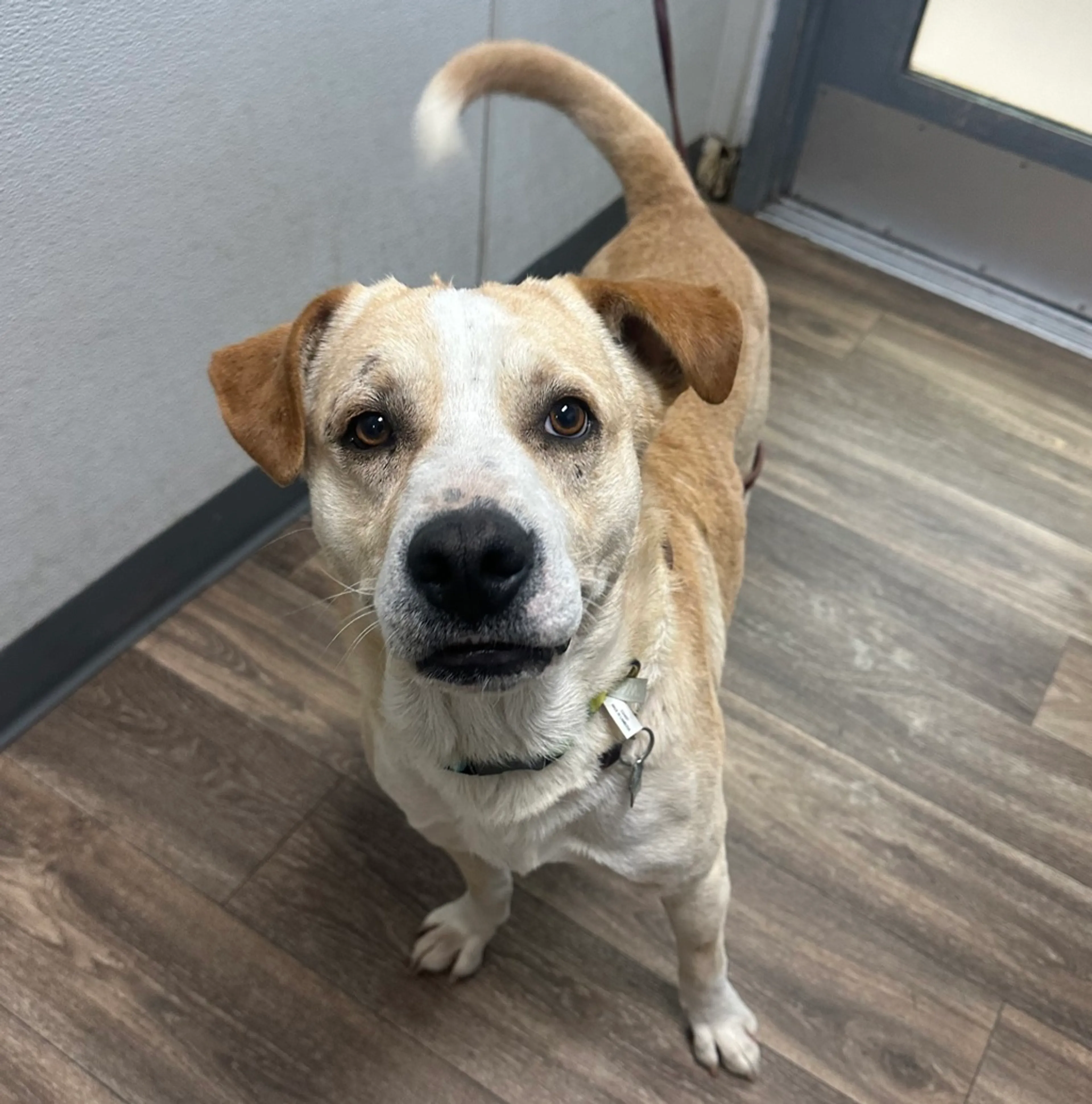 Found pet-3