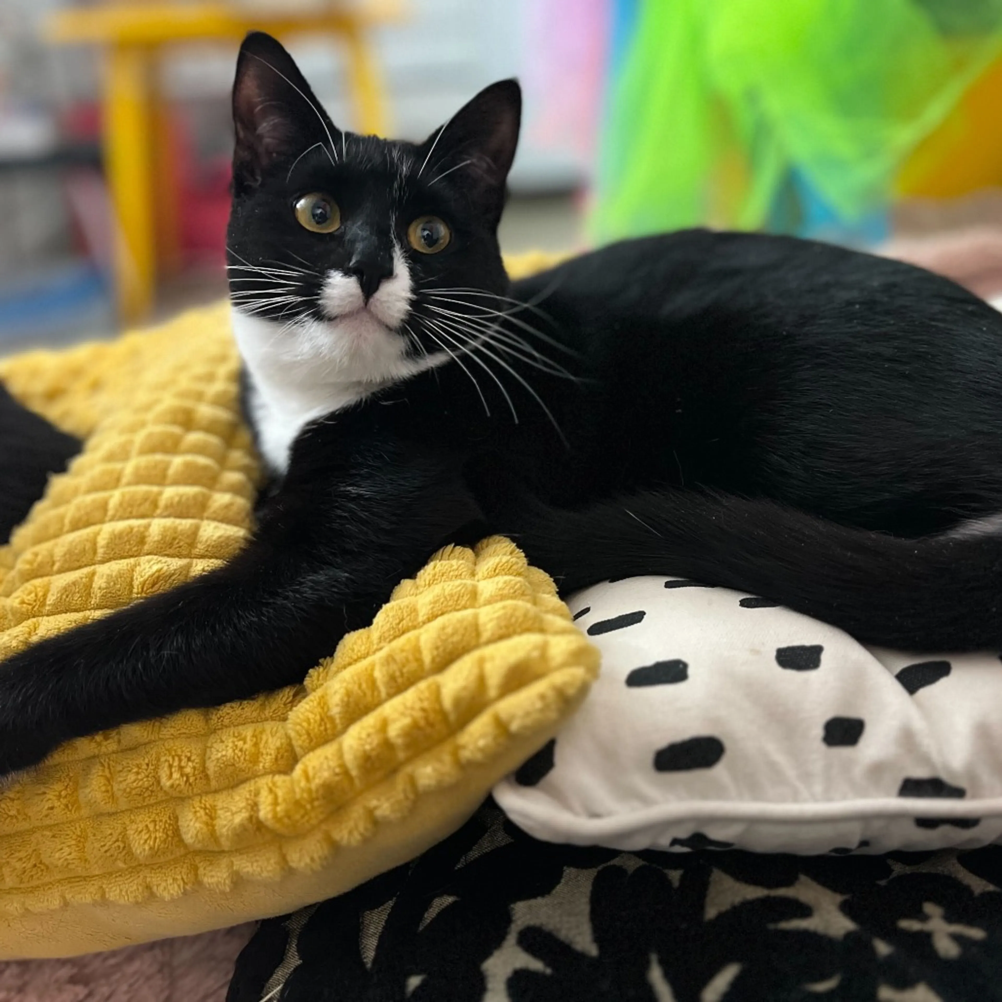 Found pet-4