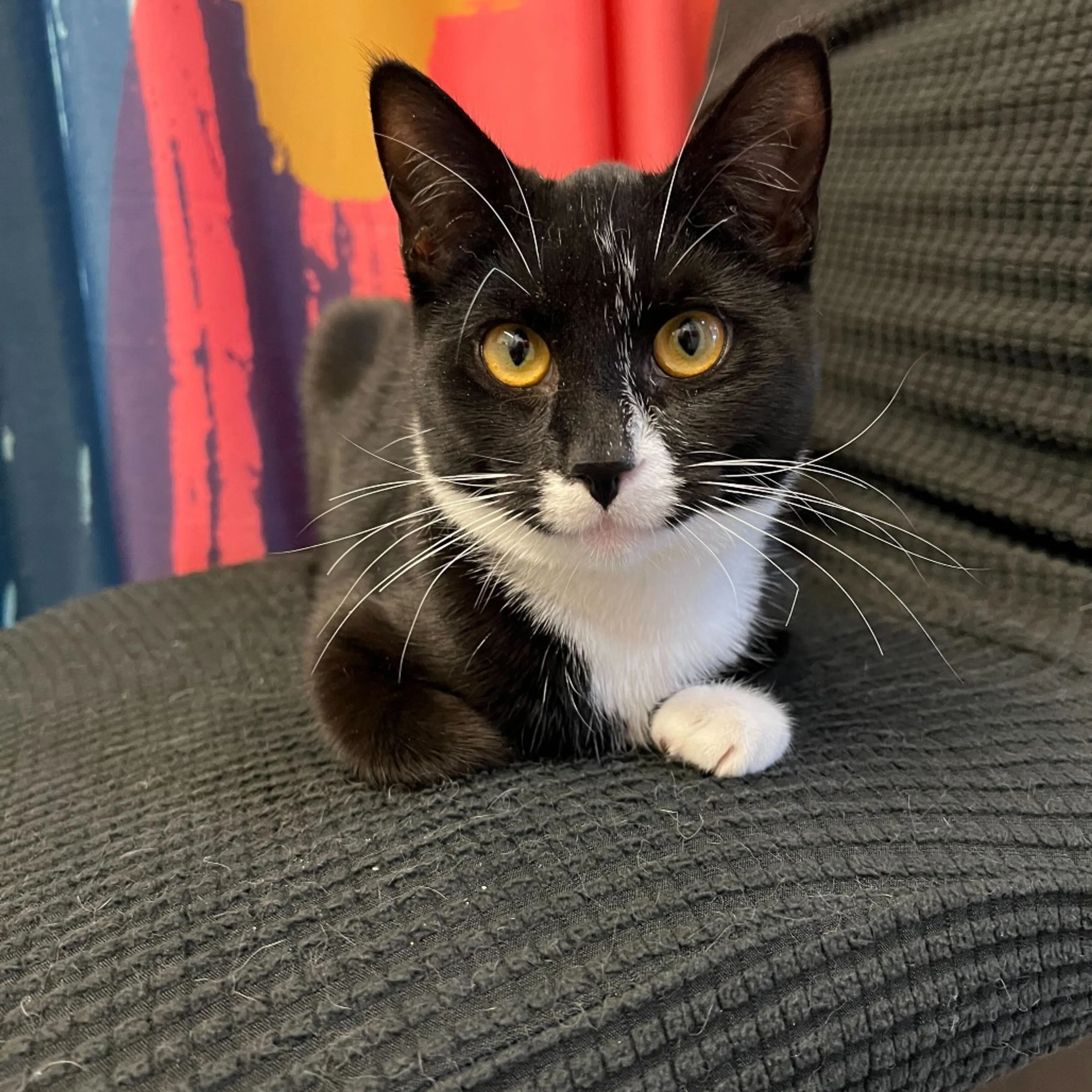 Found pet-2