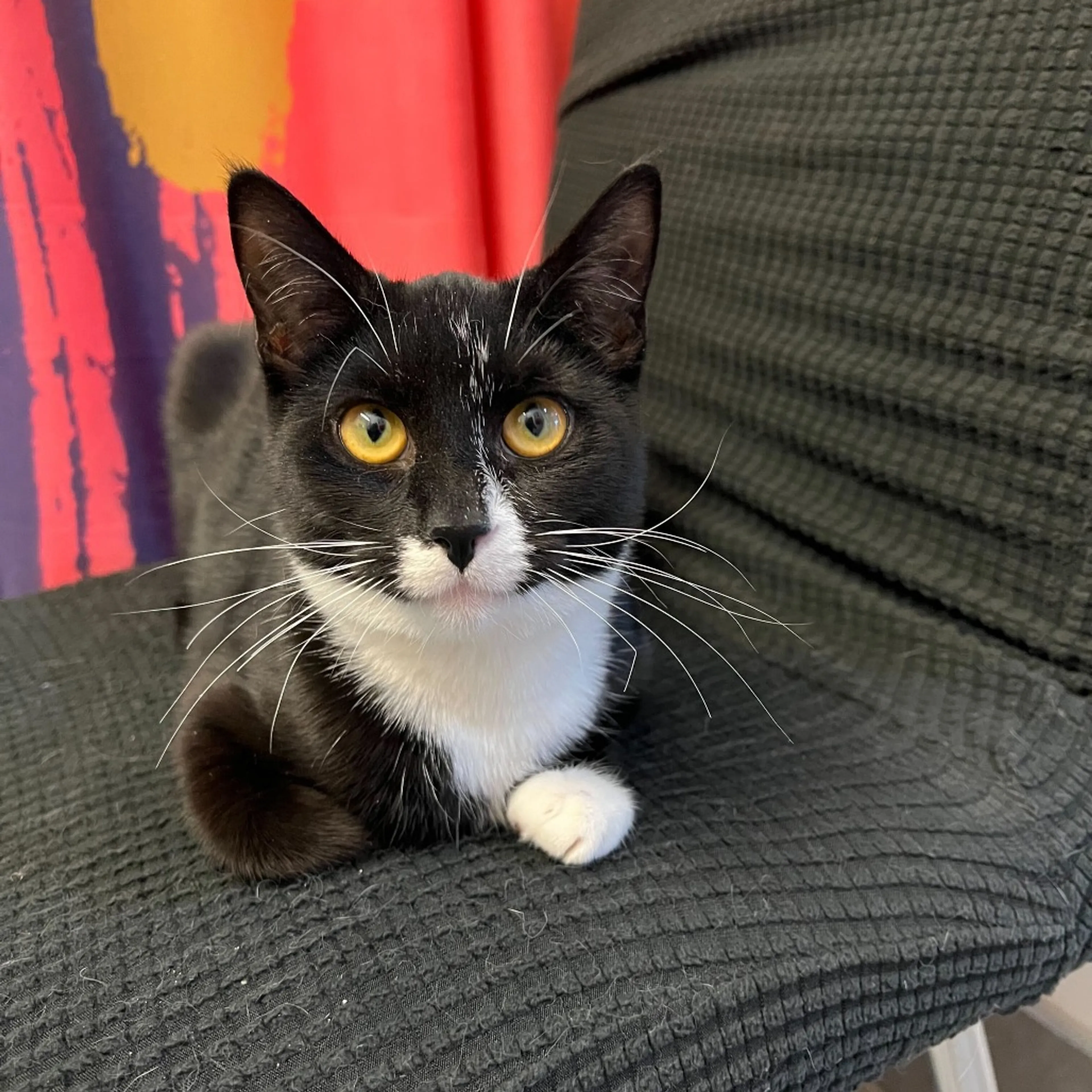 Found pet-3
