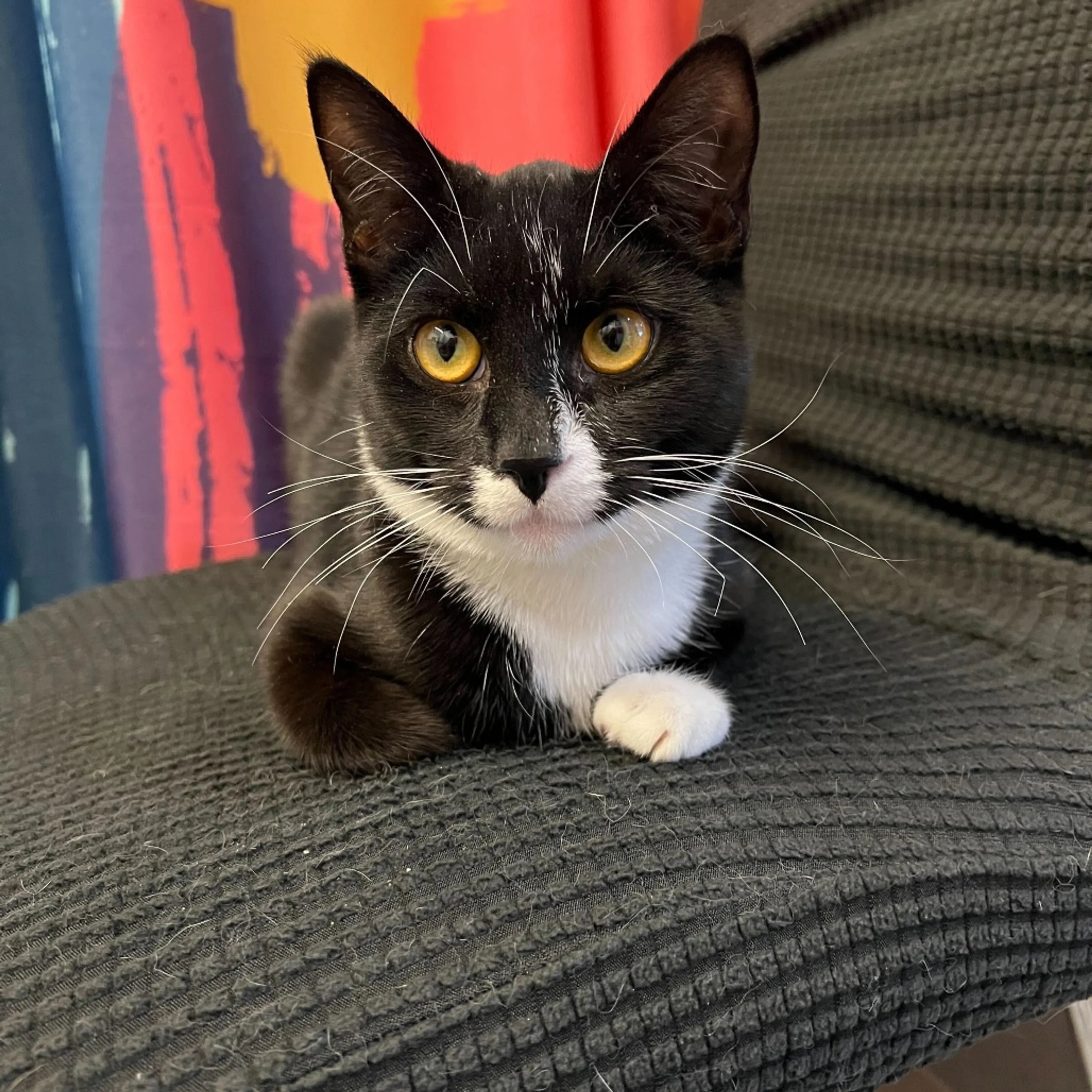Found pet-1