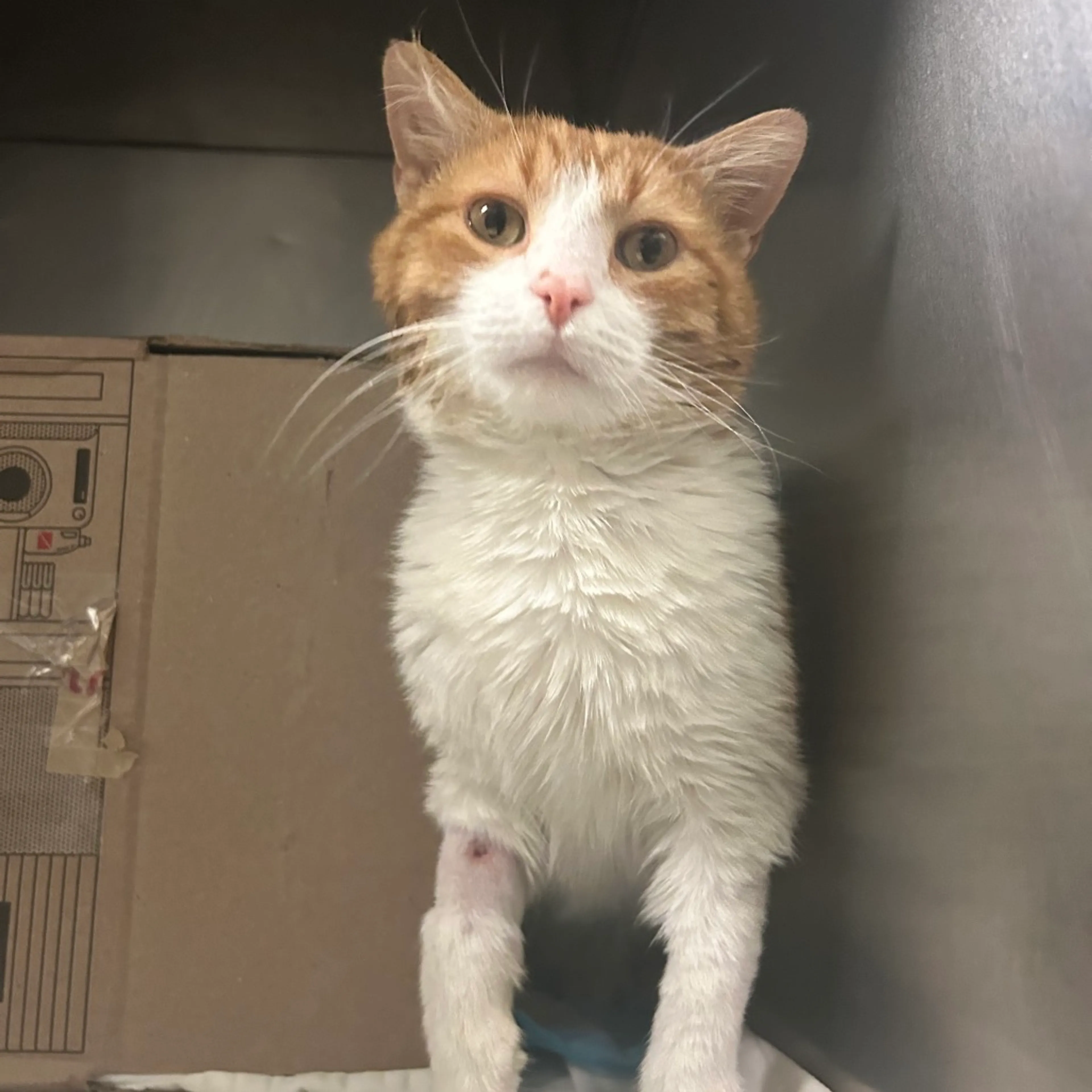 Found pet-2