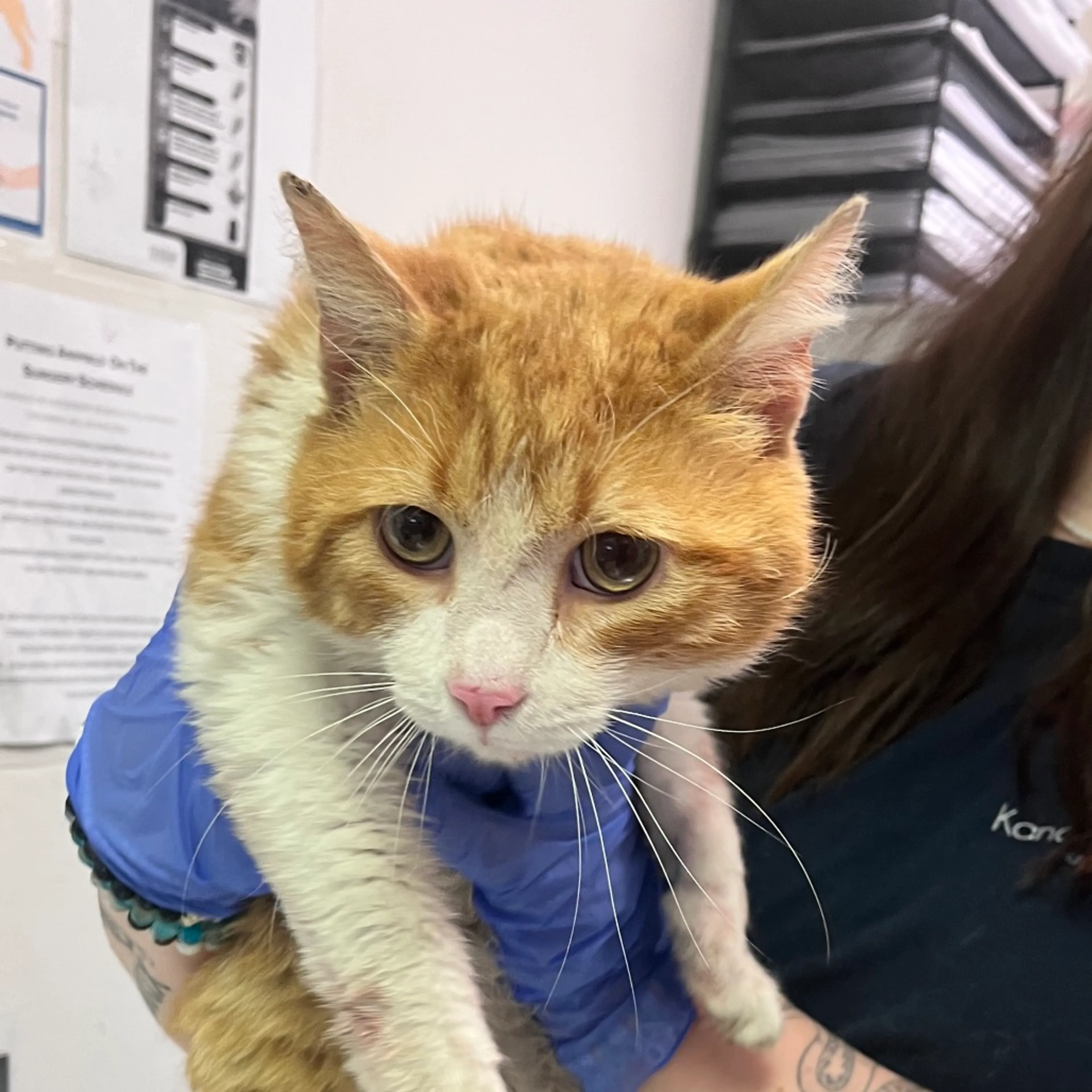 Found pet-1