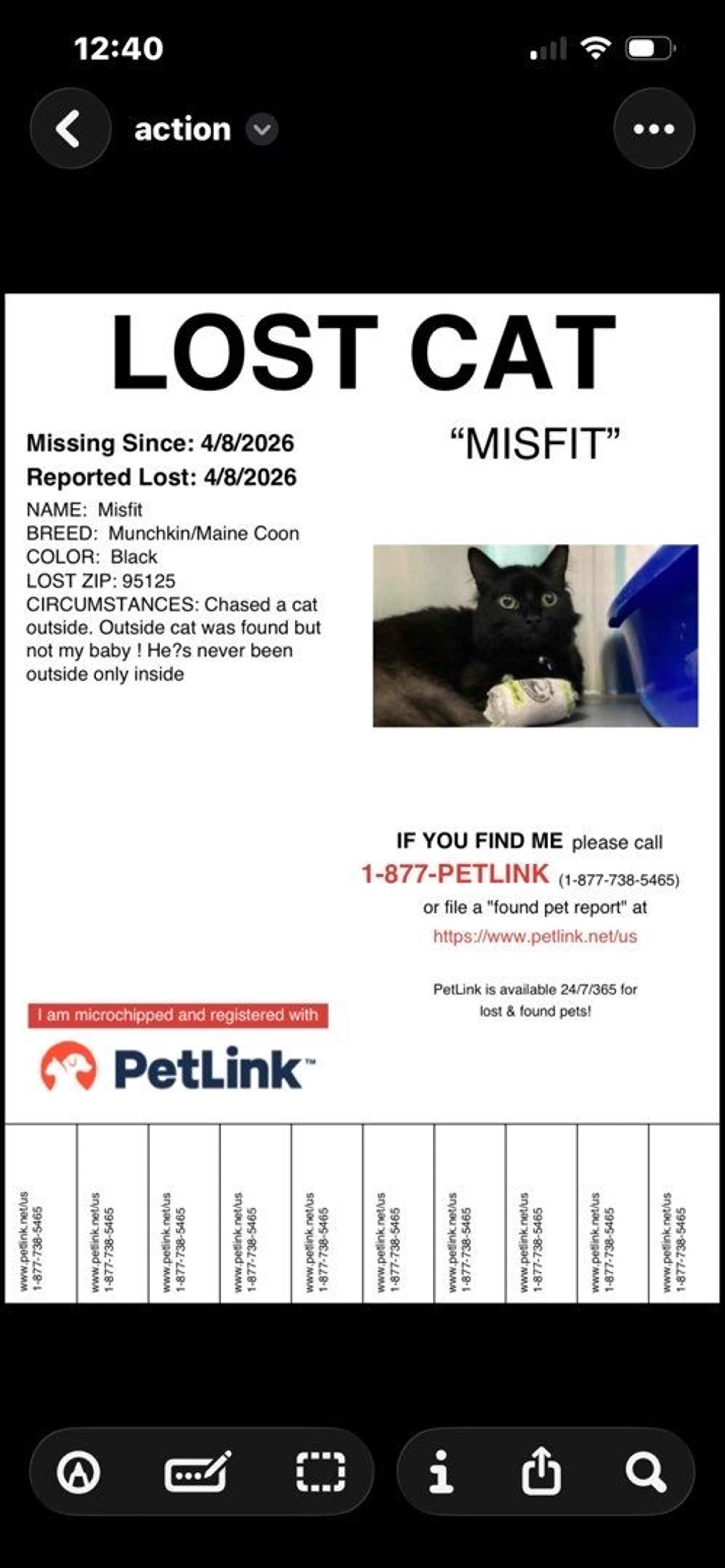 Lost pet