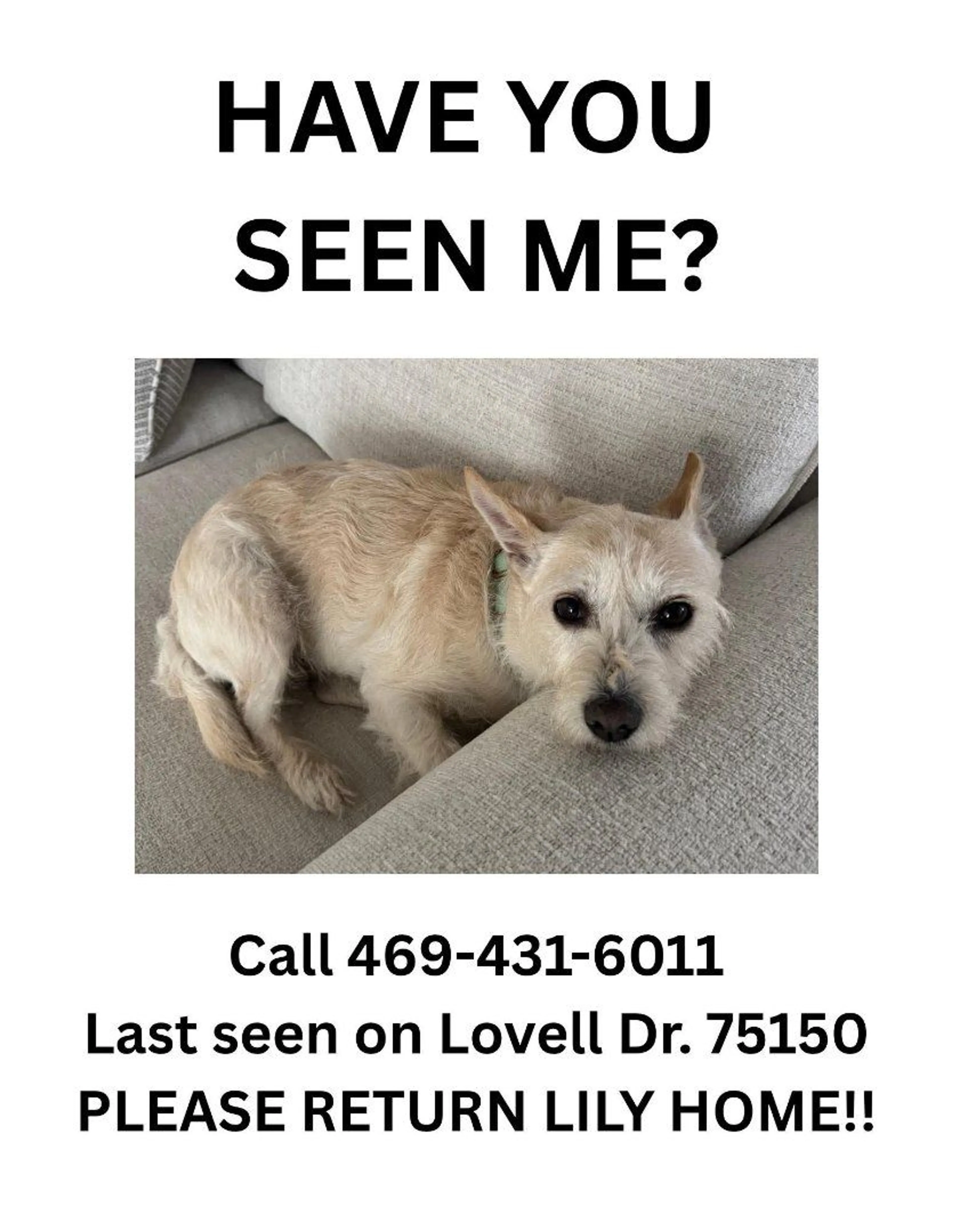 Lost pet