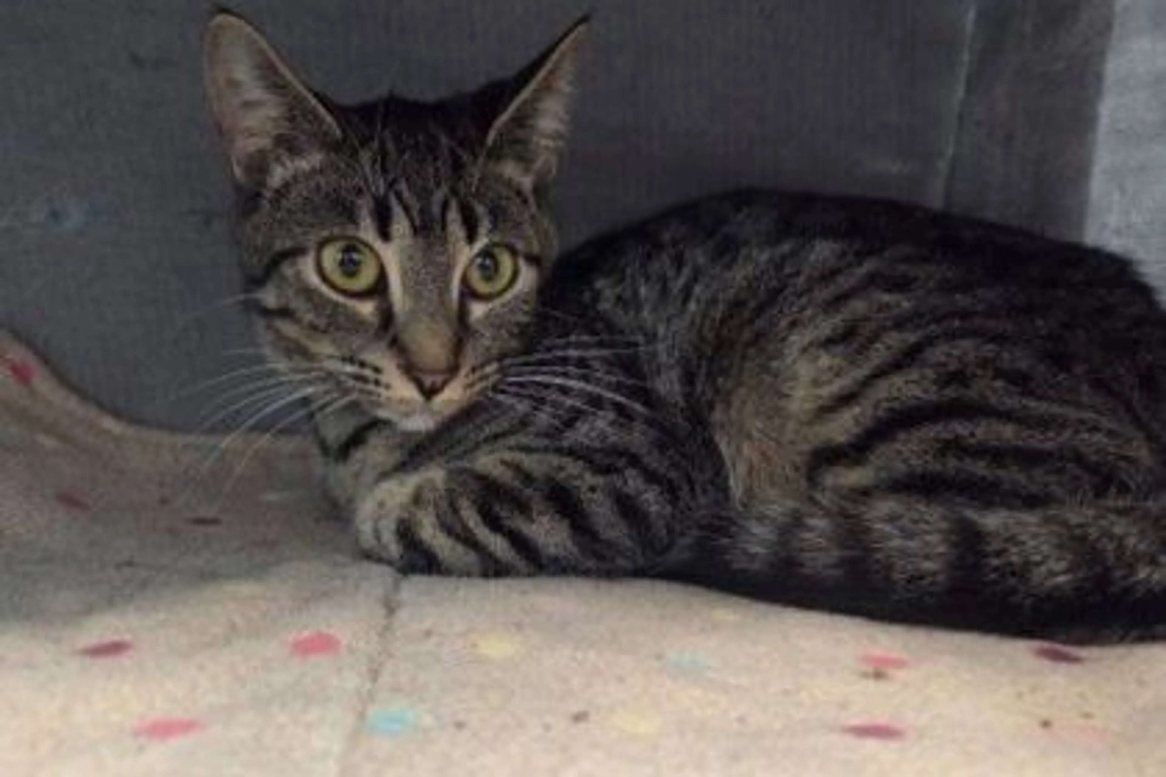 Found pet