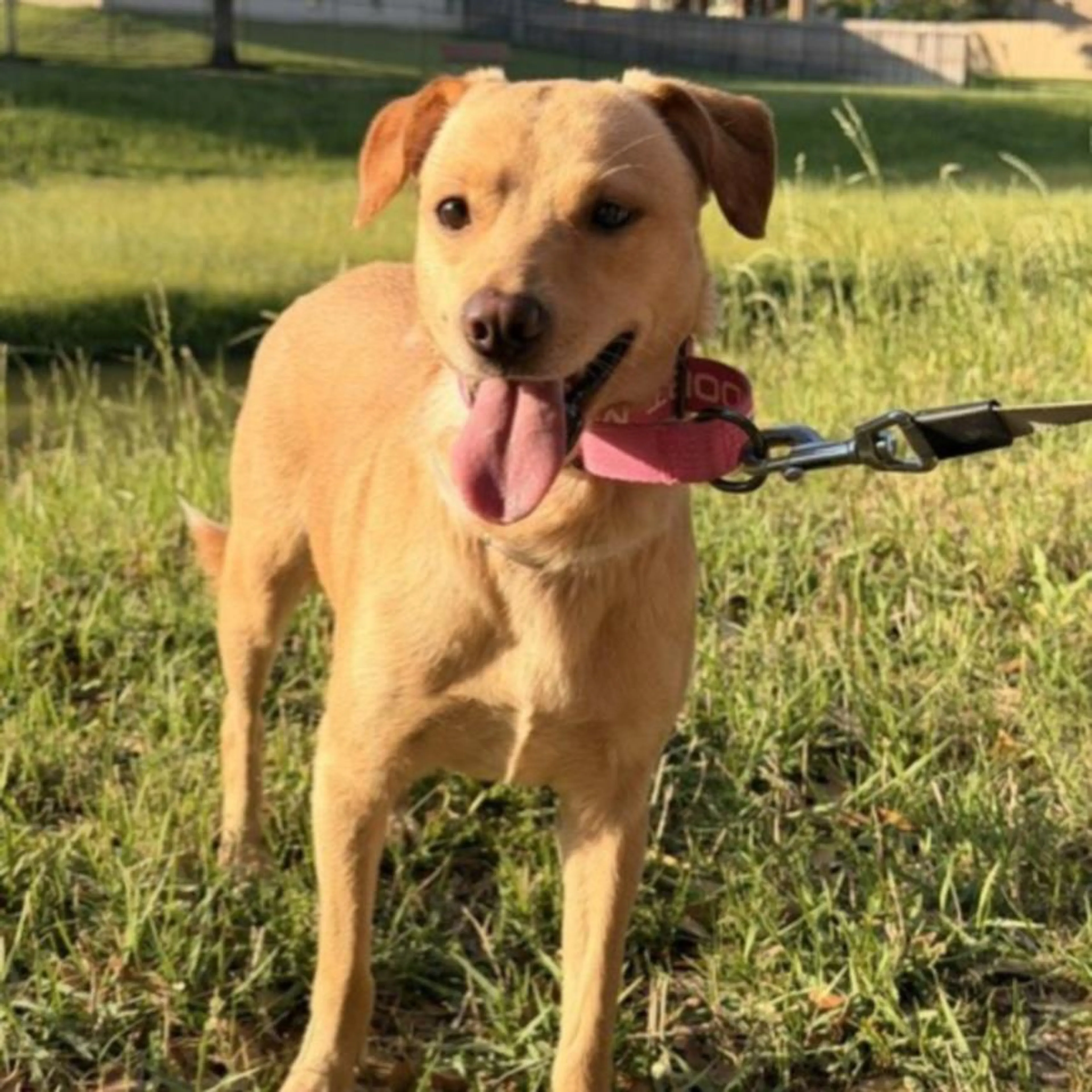 Found pet