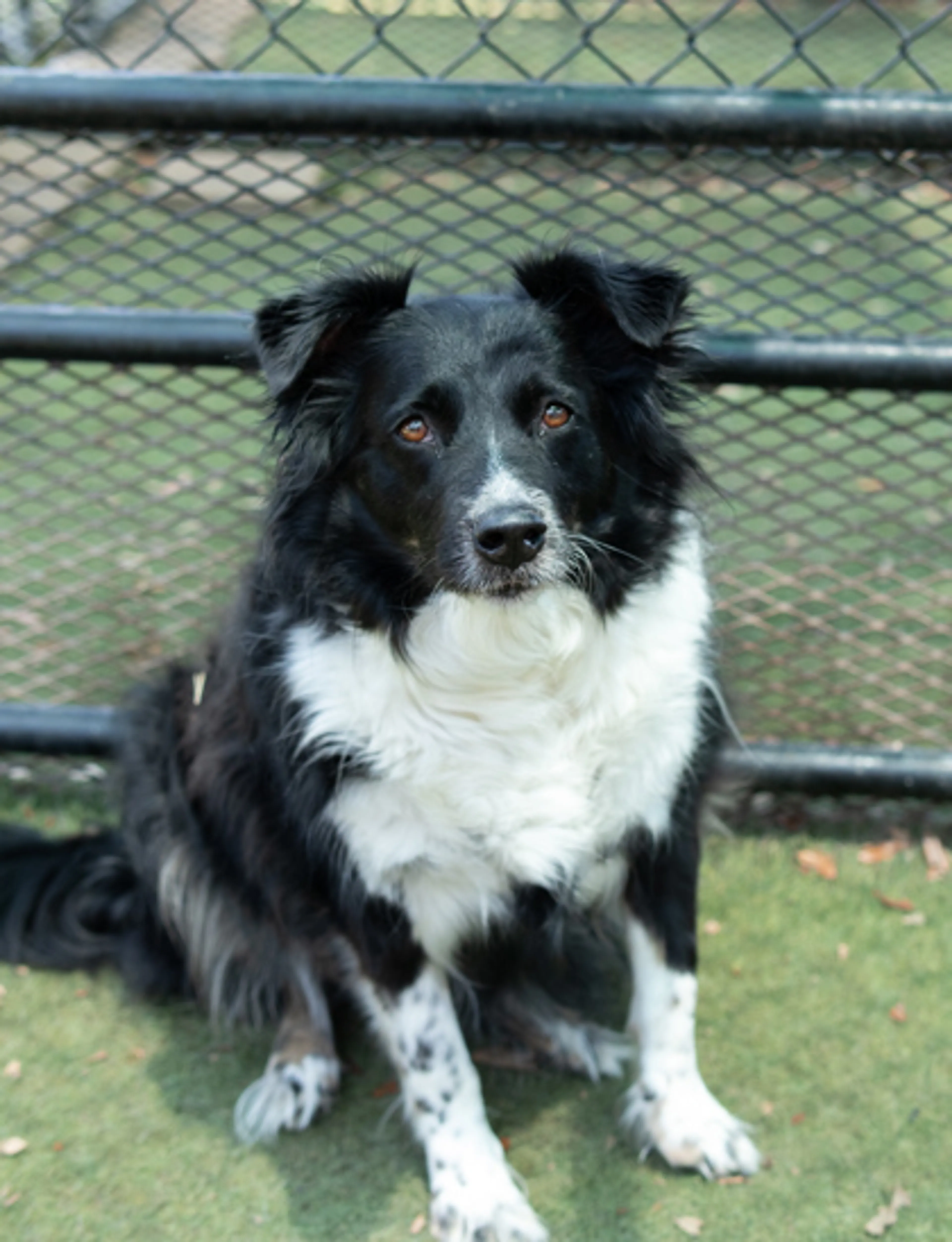Found pet-1