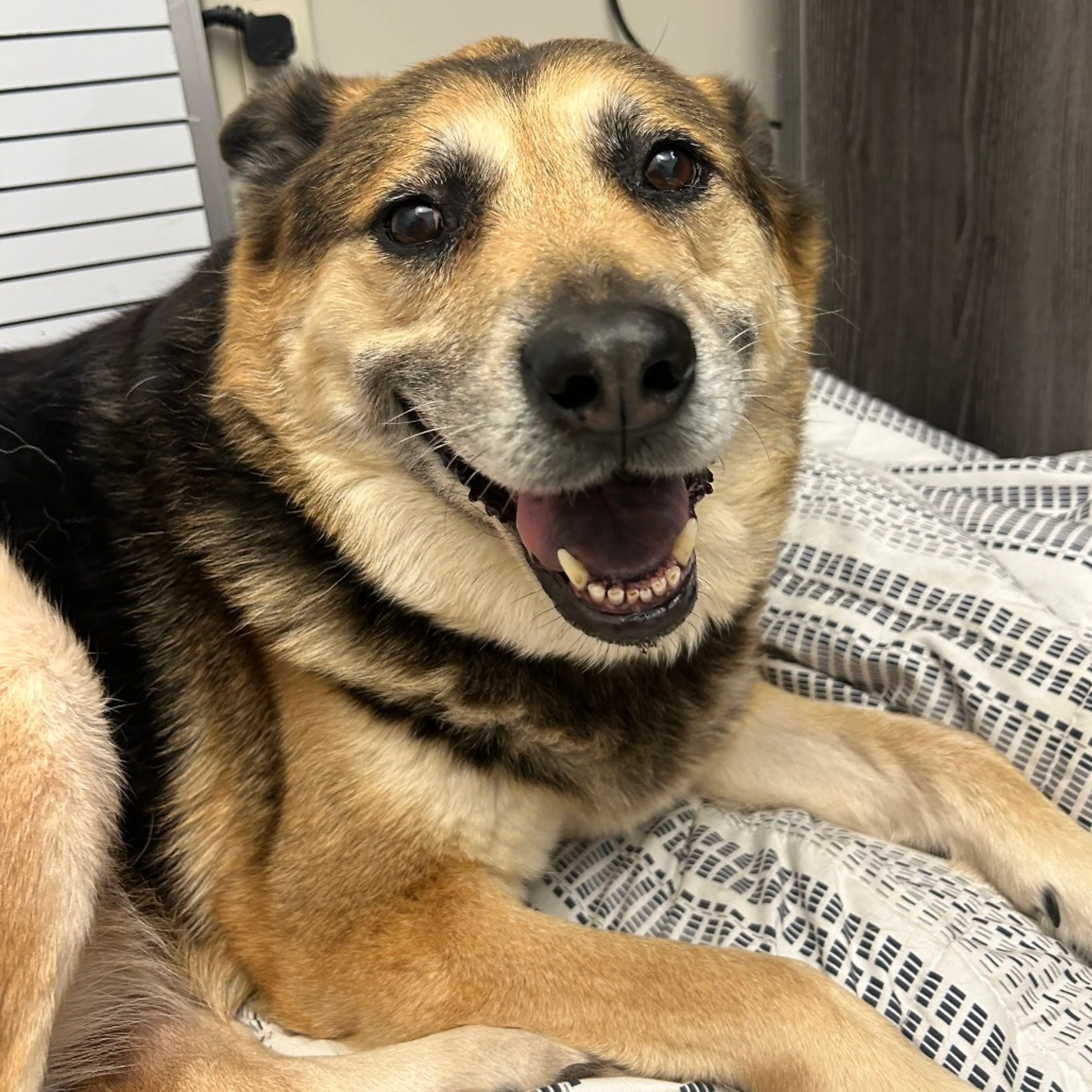 Found pet-2
