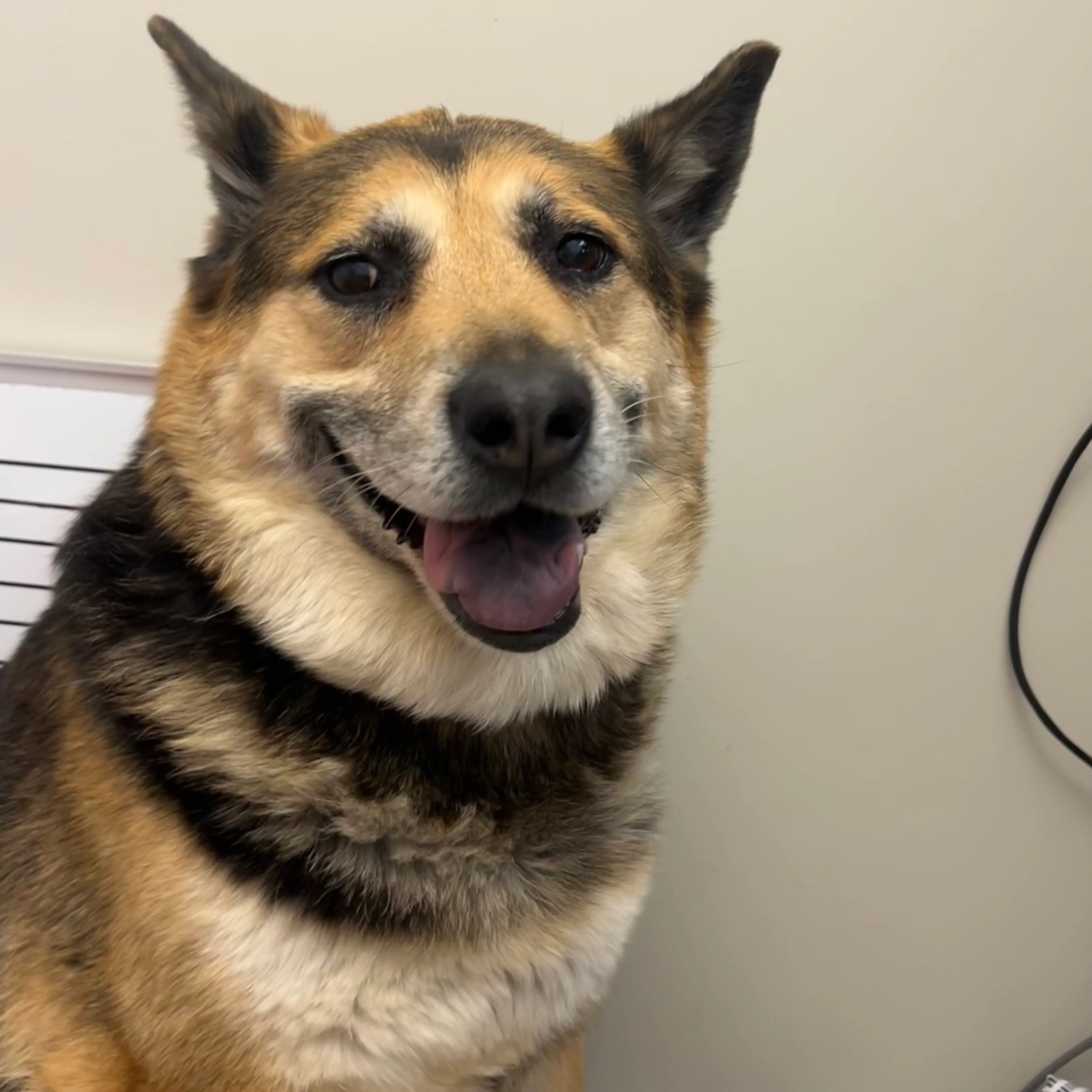 Found pet-3
